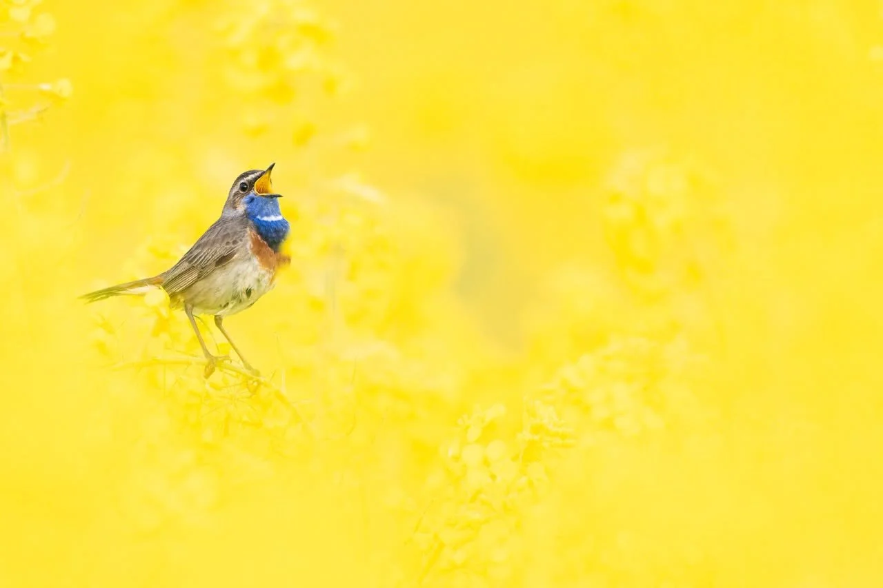 Die Rapsfelder stehen bei mir wieder in voller Bl&uuml;te und bald gibt es wieder neue Bilder aus dem gelbe Bl&uuml;tenmeer. :)

#raps #blaukehlchen #fotografie