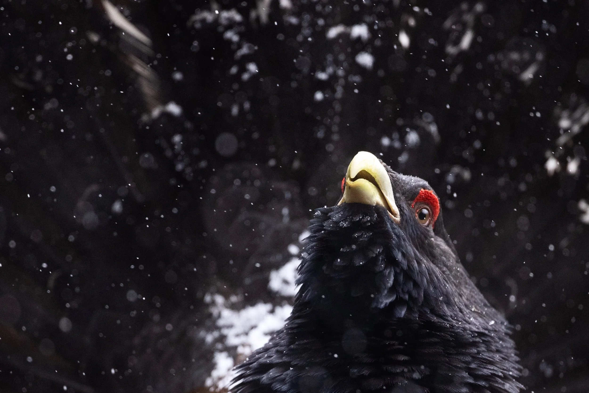 Einer der eindrucksvollsten V&ouml;gel in unseren Breiten sind die Auerh&uuml;hner. Sie sind stark vom Aussterben bedroht, doch in der Lausitz, im Schwarzwald, Bayerischen Wald und im Alpenraum kann man ihm auf einer Wanderung begegnen. 

#auerhuhn #