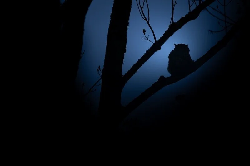 Momente beim Uhu 🦉 

#eule #uhu #fotografie #wildlife