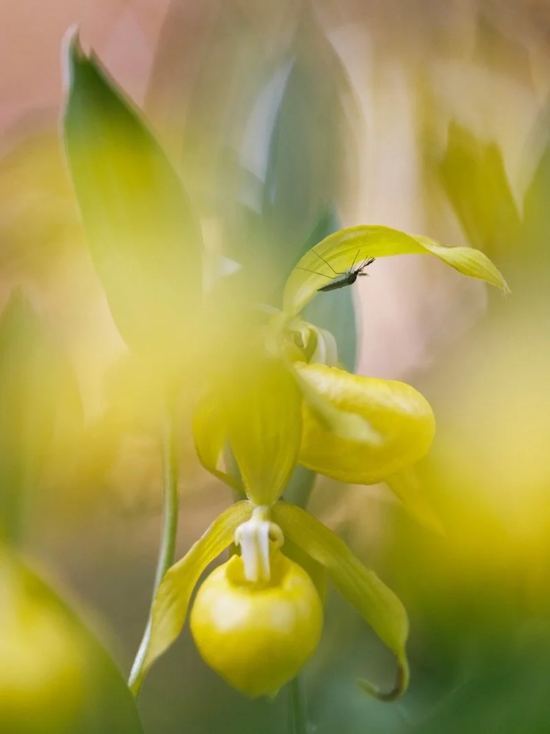 Die ersten Orchideen bl&uuml;hen bereits und auch der Frauenschuh steht in den Startl&ouml;chern. Eine besondere Farbvariation, den Goldschuh, durfte ich in Skandinavien fotografieren. 😊

#orchid #sverige #wildlife #frauenschuh