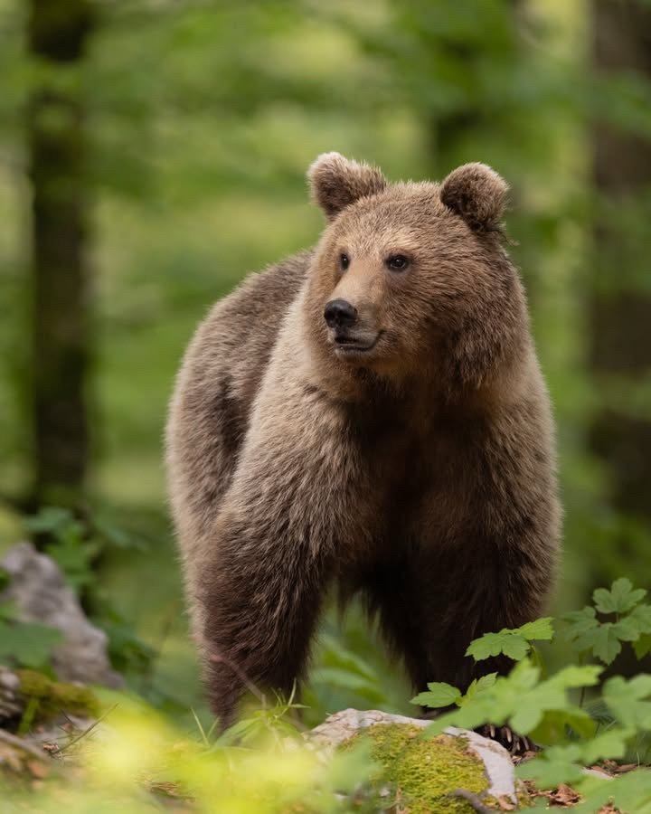 Vorgestern und heute durfte ich in einem Hide B&auml;ren beobachten und fotografieren. Es macht mir gro&szlig;e Freude die Tiere einmal genauer zu studieren, denn nur wenn man ihr Verhalten kennt, kann man sie anschlie&szlig;end auch intensiver in de