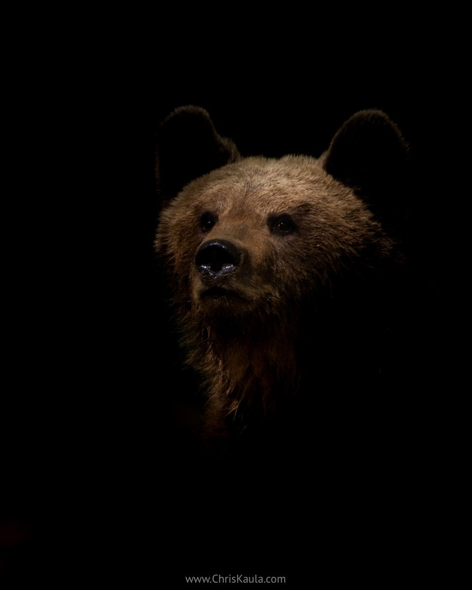 Ich bin wieder daheim und Blicke mit vielen tollen Erinnerungen auf meine Reise nach Slowenien zur&uuml;ck. 
Vor allem die B&auml;ren haben es mir angetan. &Uuml;ber 8 verschiedene Tiere kamen an die Ansitzh&uuml;tten von @slovenianbears und @miha_ml