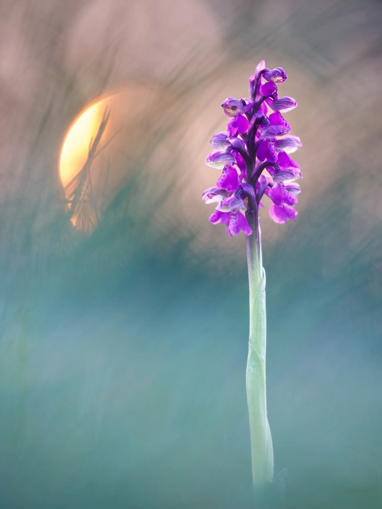 Die Orchideensaison ist seit wenigen Wochen bereits er&ouml;ffnet und in den n&auml;chsten Tagen werde ich mich auch wieder intensiv mit ihnen besch&auml;ftigen. 😊 Habt ihr dieses Jahr schon welche gesehen?

#orchidee #orchid #macrophotography #foto