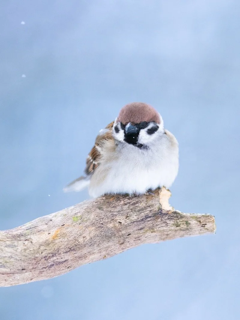 H&auml;ufige V&ouml;gel im Garten
Wer besucht euch regelm&auml;&szlig;ig und k&ouml;nnt ihr alle Vogelarten bestimmen? In meinem aktuellen Video auf YouTube stelle ich euch die 25 h&auml;ufigsten Arten einmal vor. :)

#v&ouml;gel #garten #amsel #rotk