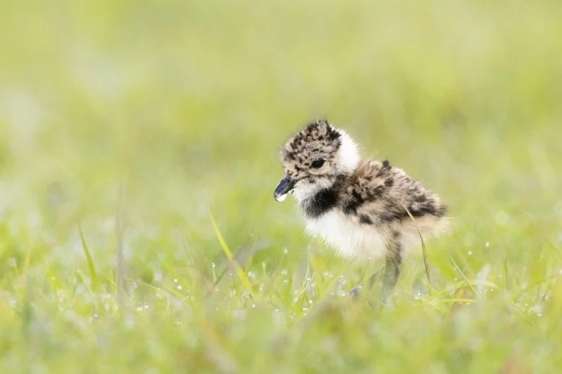 &Uuml;berall wuseln gerade K&uuml;ken umher, und auch bei den Kiebitzen sind kleine Federkn&auml;ule auf Stelzen zu beobachten. :)

#kiebitz #baby #chick