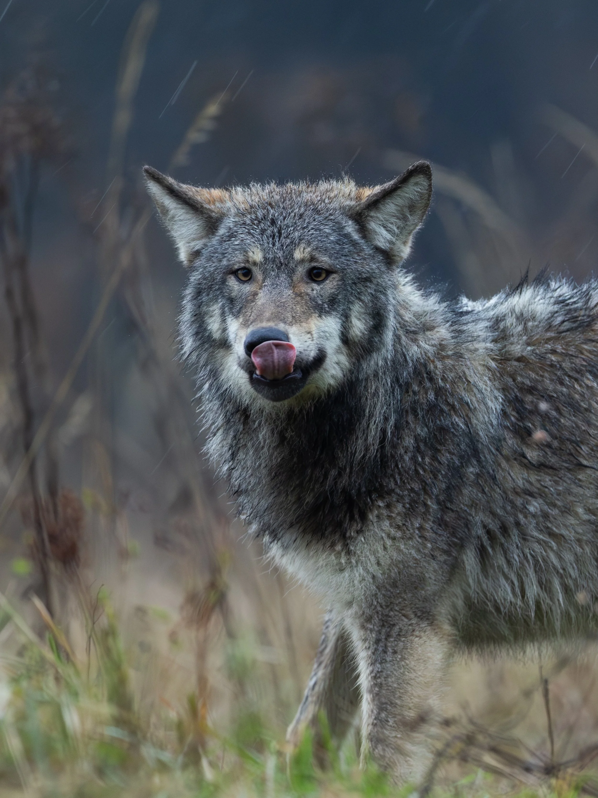 Einen Wolf in freier Wildbahn zu fotografieren ist nicht leicht. Umso sch&ouml;ner, war dann die Zufallsbegegnung. :)

#wolf #fotografie #wildlife