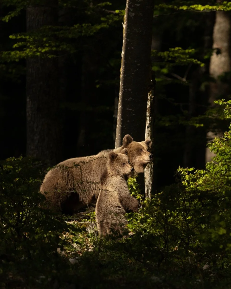 Ein ganz besonderer Moment aus Slowenien. 
Eine Mutter mit Jungen kam zu sp&auml;ter Stunde und beobachtete die Gegend aus der Entfernung. Doch irgendwann traten sie auch aus der Deckung und lie&szlig;en sich wunderbar fotografieren. 😊

Werbung: bei