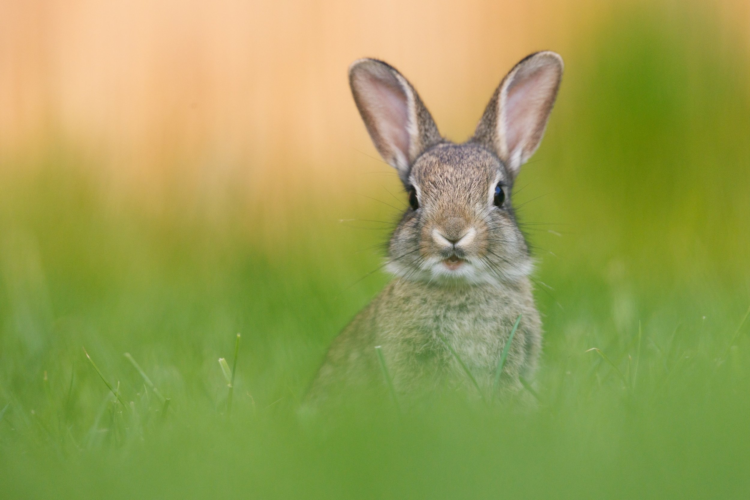 S&uuml;&szlig;e Bewohner unserer Stadtparks :)

#Fotografie #bunny #cute