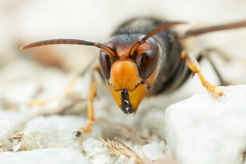Portrait winer asiatischen Hornisse. 

#hornisse #fotografie #macro #makrofotografie