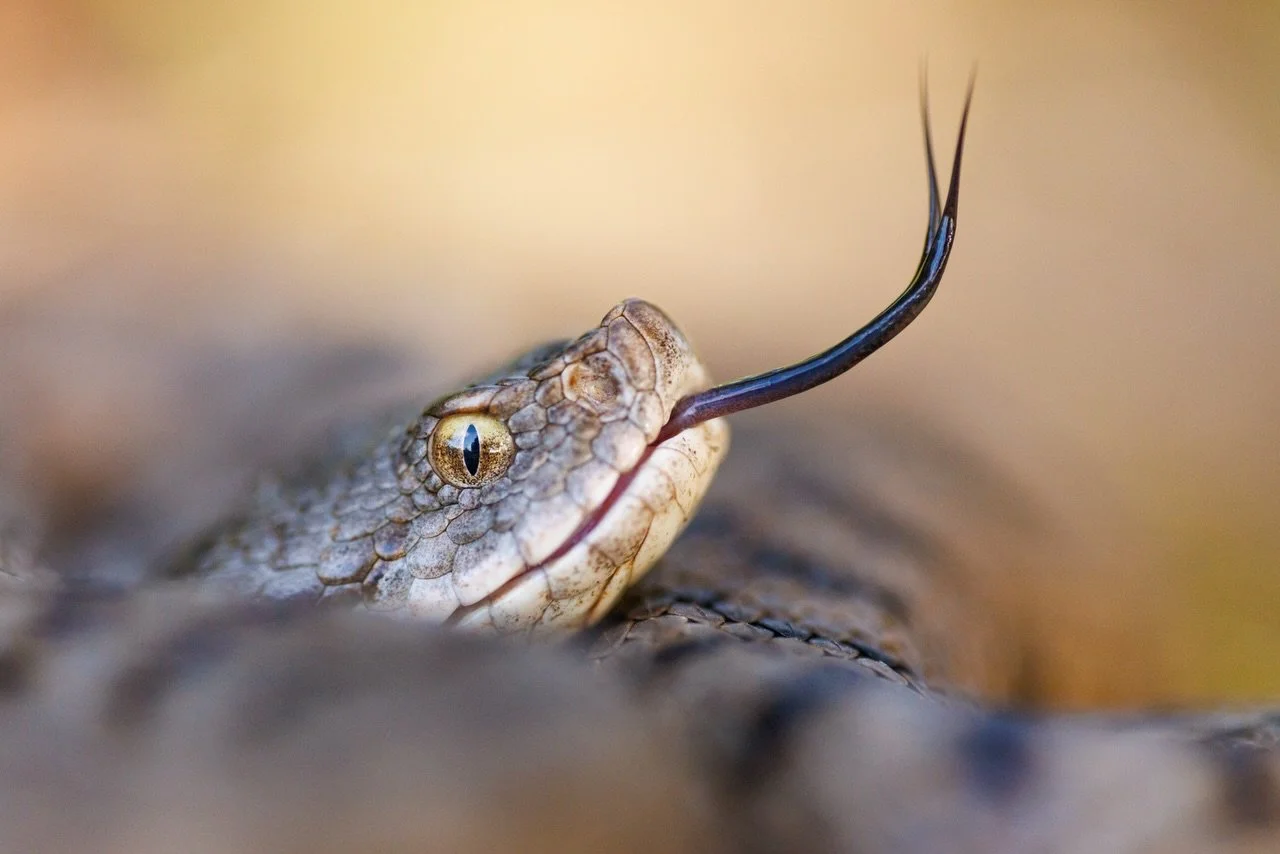 Die drei giftigen Schlangenarten gibt es in Mitteleuropa. K&ouml;nnt ihr sie bestimmen? :)

#schlange #snake #fotografie #wildlife