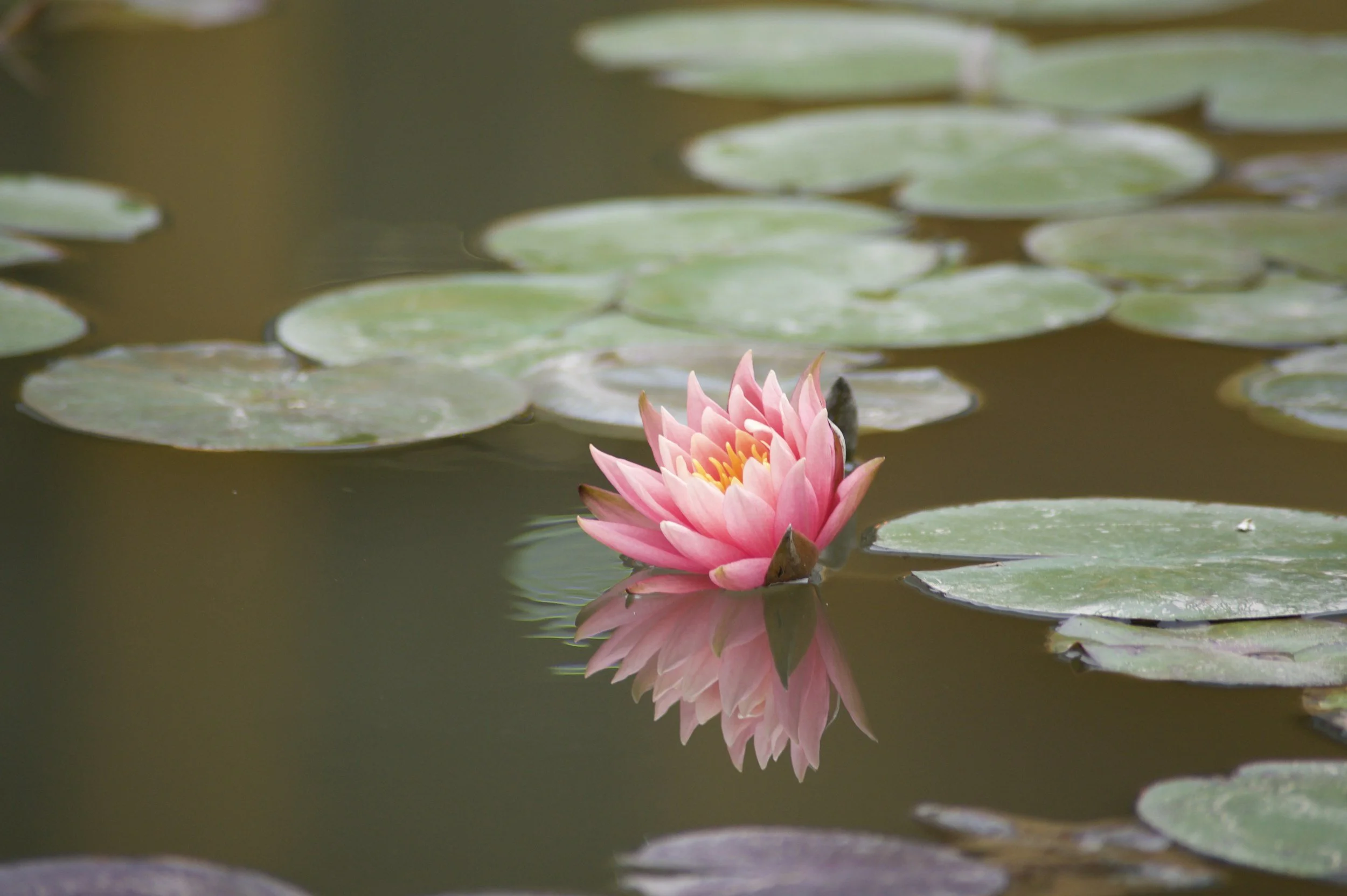 Pink water lily flower floating on a pond with green lily pads and reflections in the water.