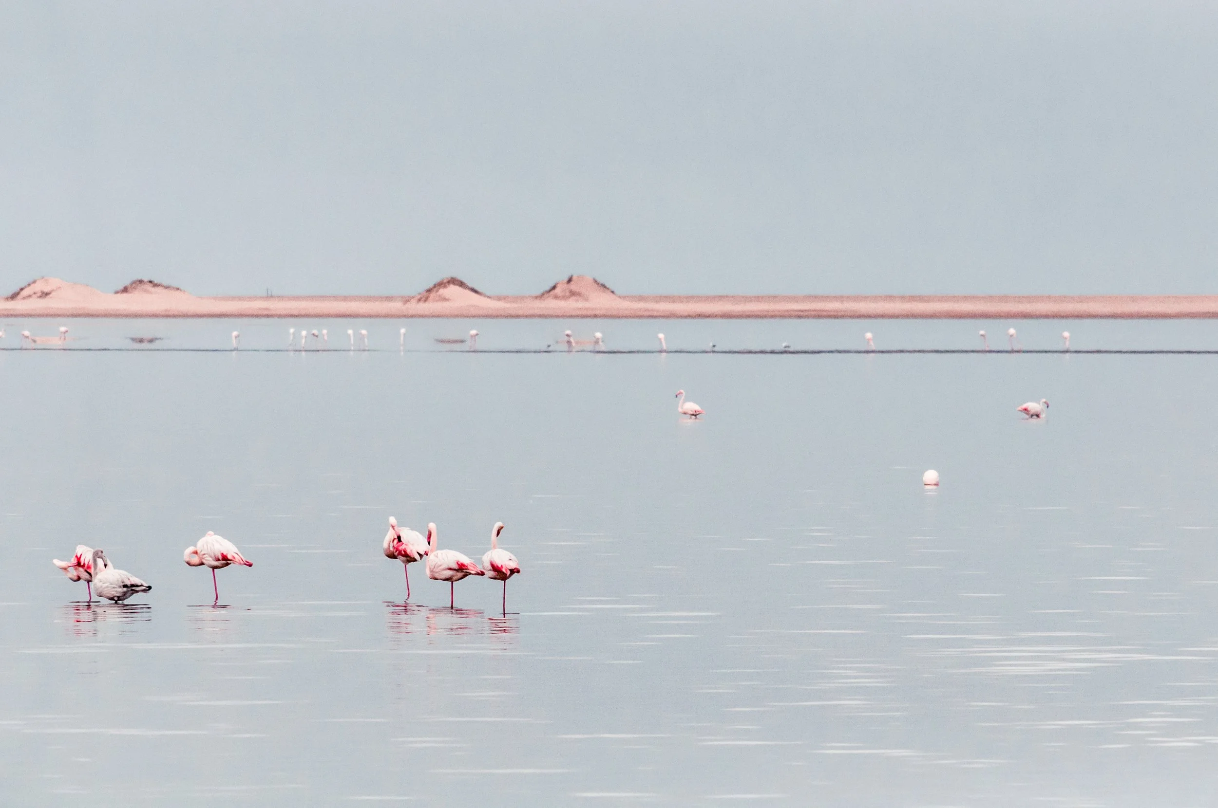 Flamingos 1.5-0498.jpg