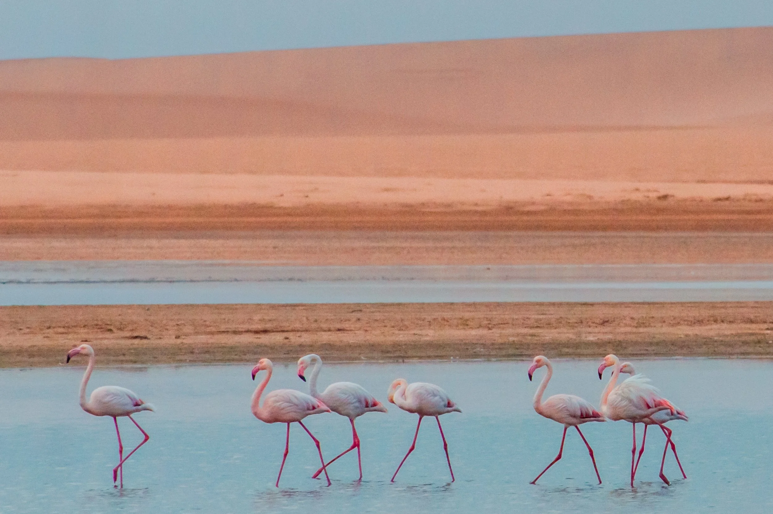 Flamingos 2,2-0495.jpg
