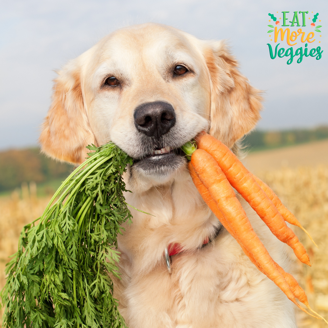 10 Super Foods for Dogs