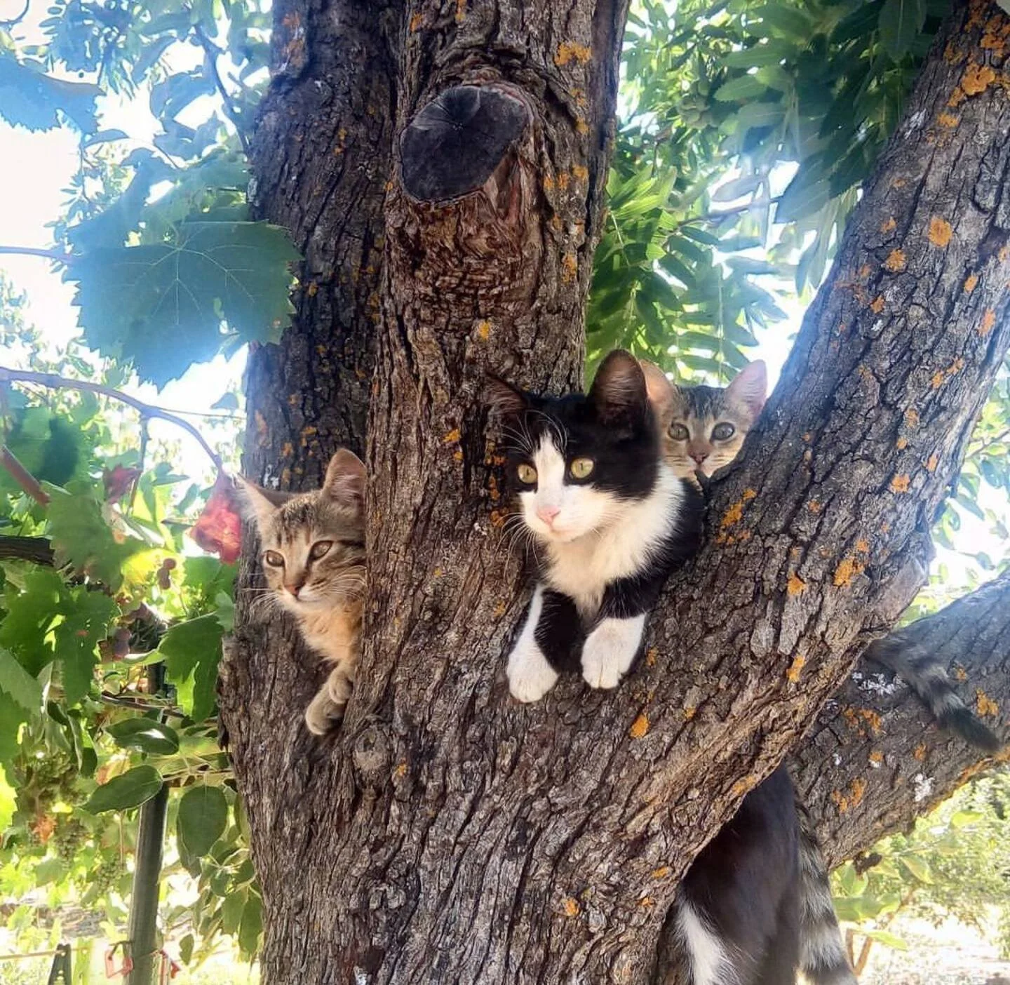gattini sull albero.jpg