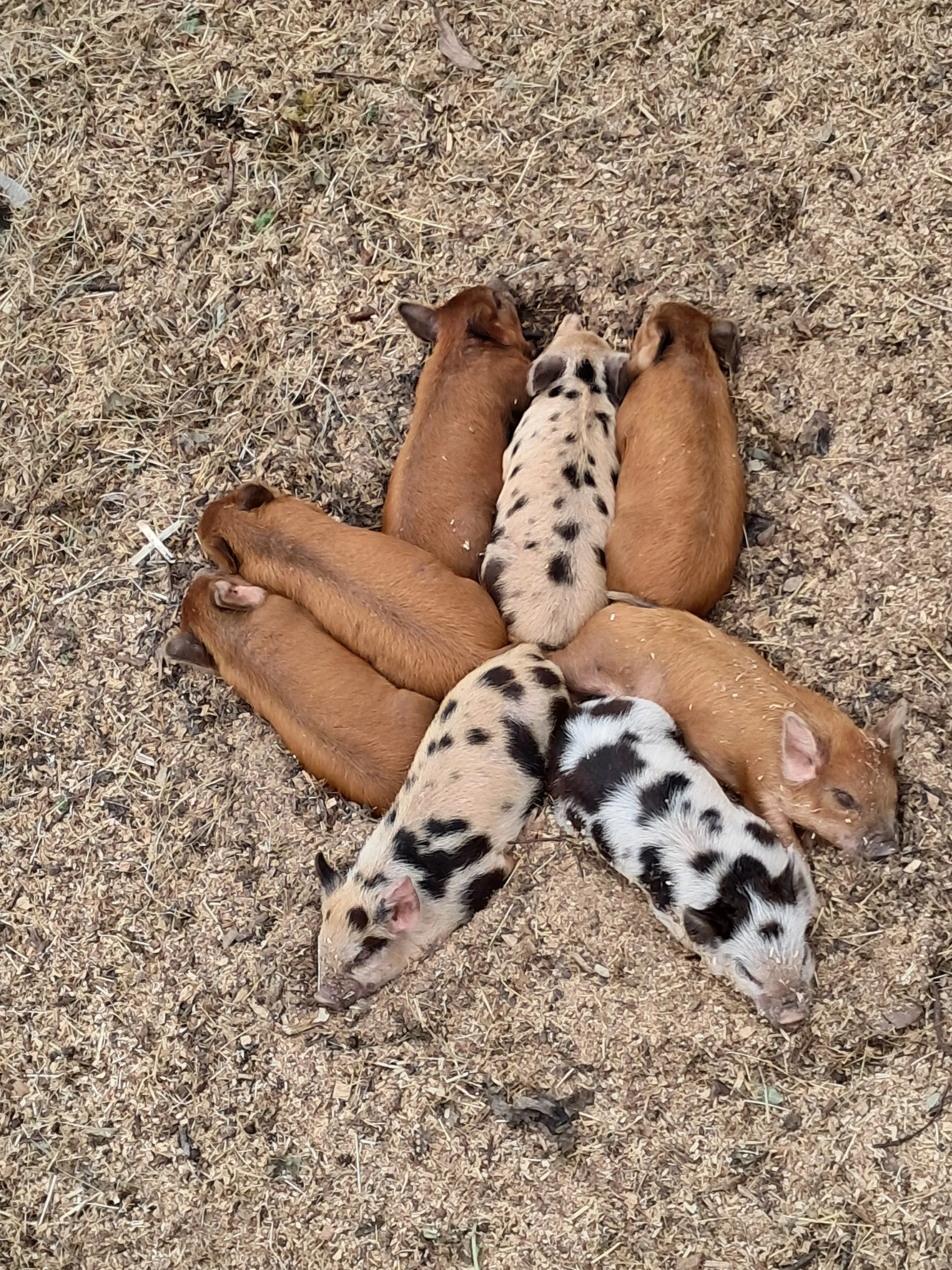 piglets.jpg