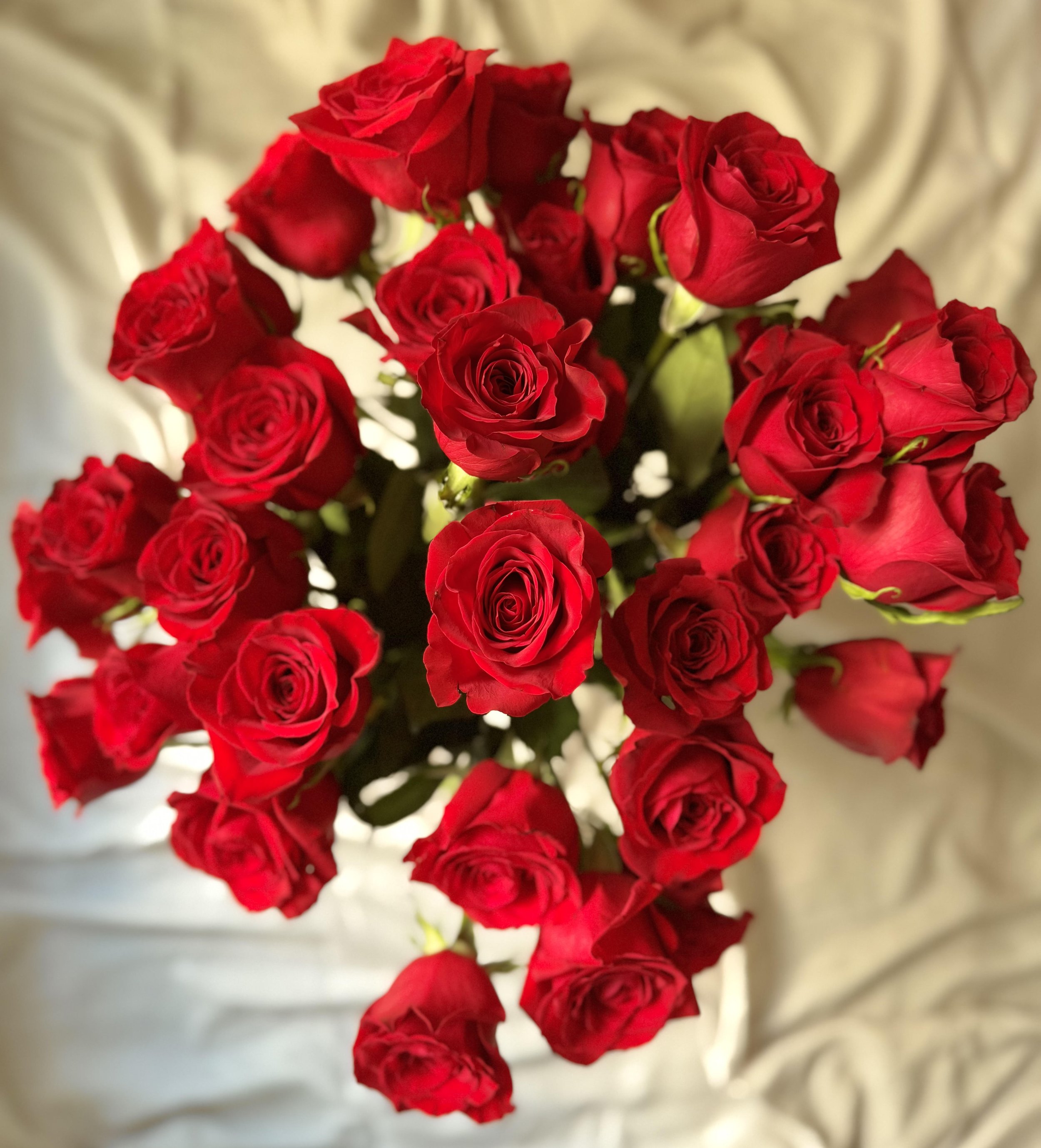 Red Roses Above Valentine's Day.jpg