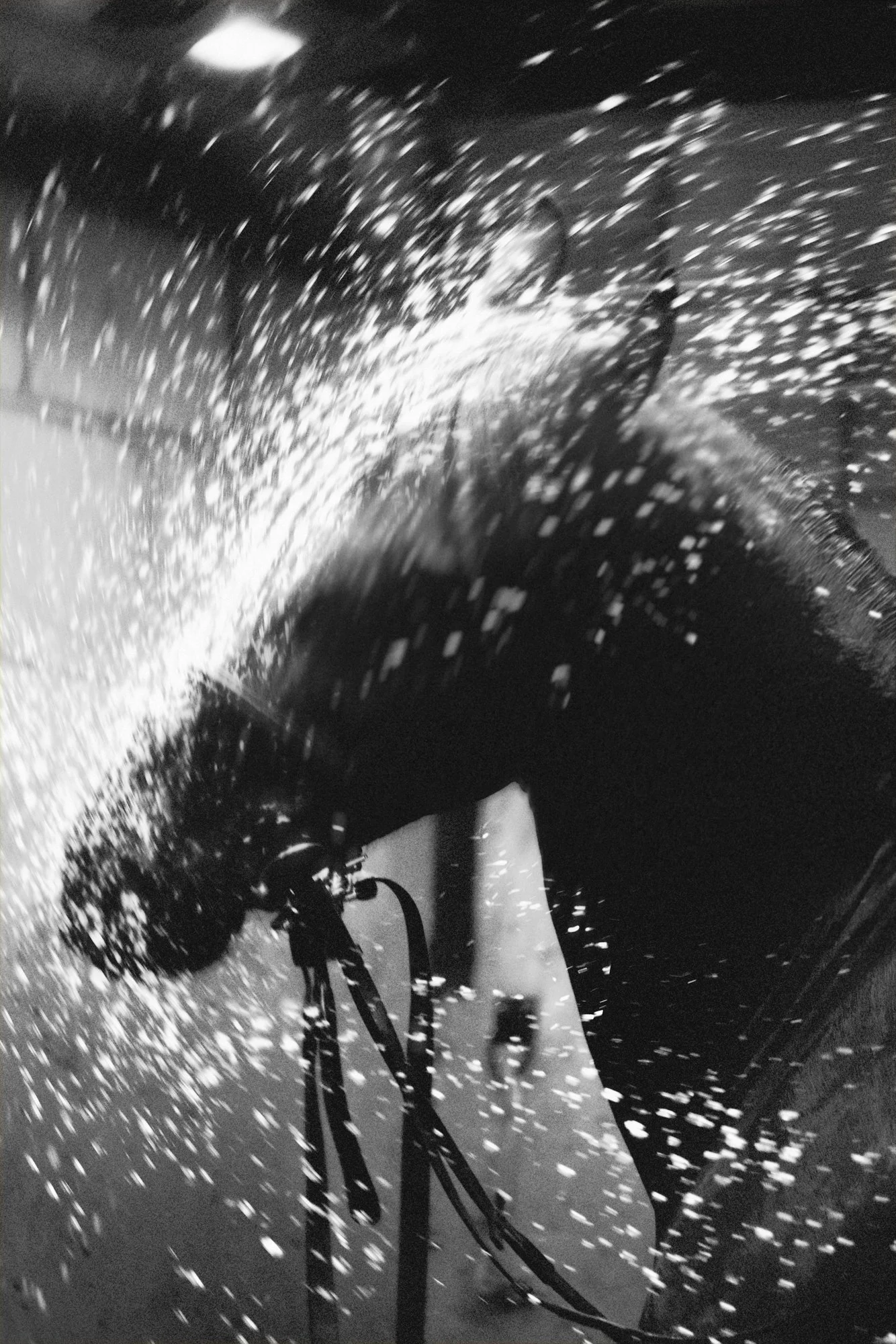 A close up, action shot of a horse shaking of water as its being washed.