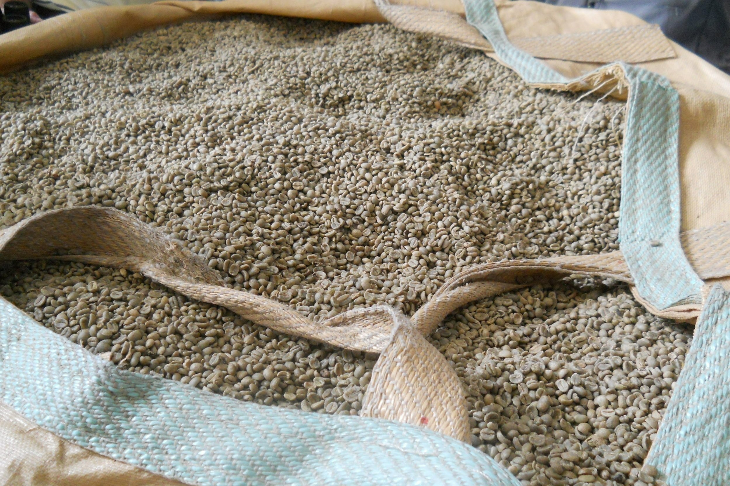 beans%2Bgrean%2B%25281%2529.jpg