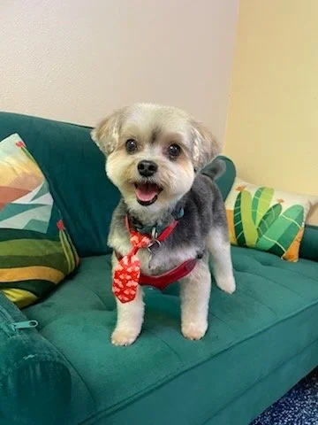 A cute small dog with light fur standing on a green sofa, wearing a red bow with white polka dots. The dog has a happy expression and appears to be a mixed breed.
