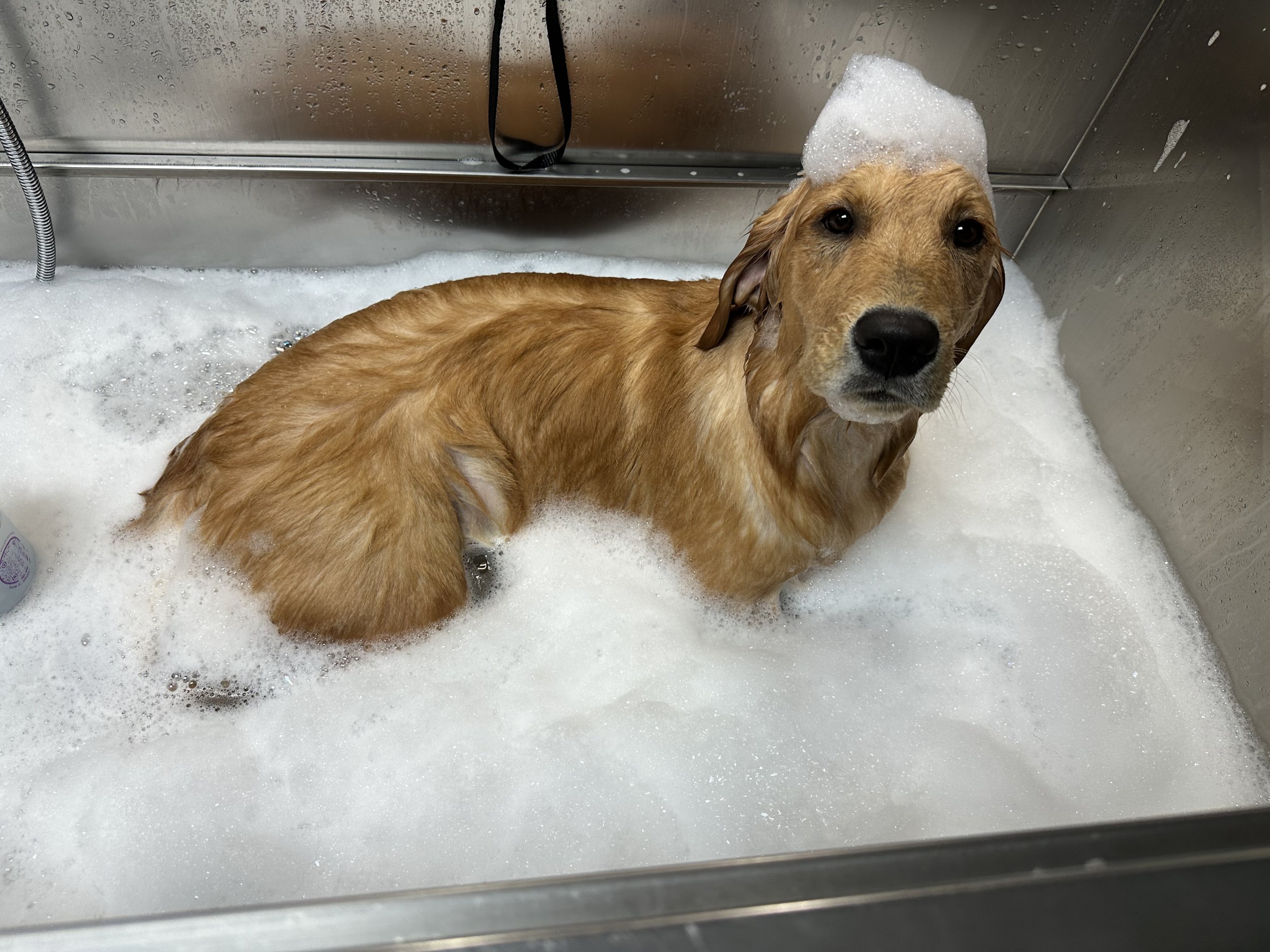 Golden retriever dog taking a bath in a stainless steel tub filled with soap suds, with a small soap foam on its head, looking at the camera.