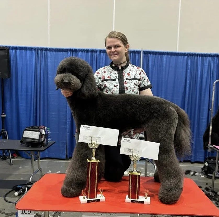 A woman standing behind a large, fluffy, black and gray dog with a thick coat, on a red table with two trophies and awarding certificates, at an indoor event with blue curtains in the background.