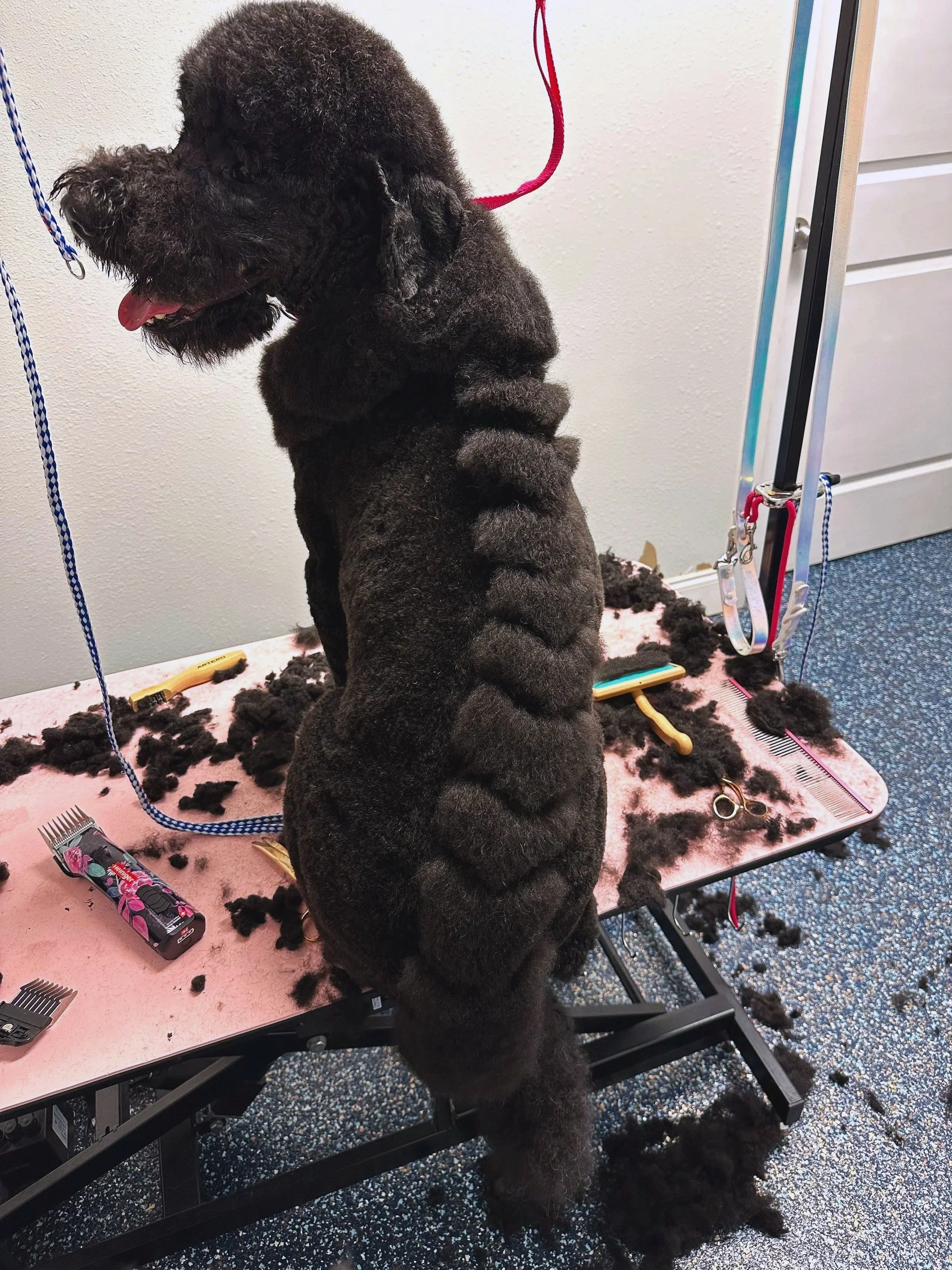 A black poodle sitting on a grooming table during a grooming session. The table has black fur clippings and grooming tools, with a grooming stand and adjustable arm holding a red leash. The background includes a textured white wall and a part of a white door.