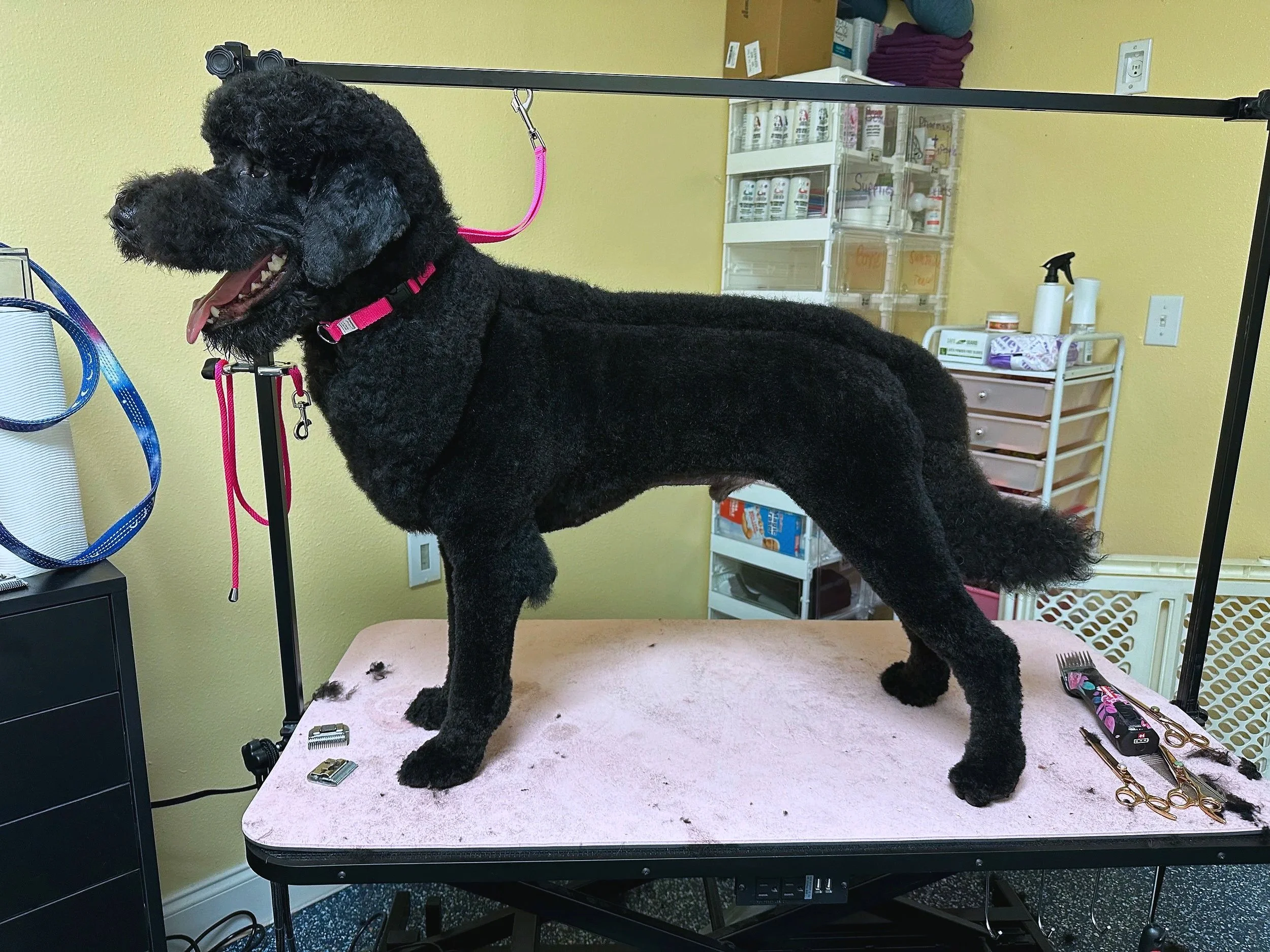 Black Curly-Coated Dog on grooming table at a grooming salon