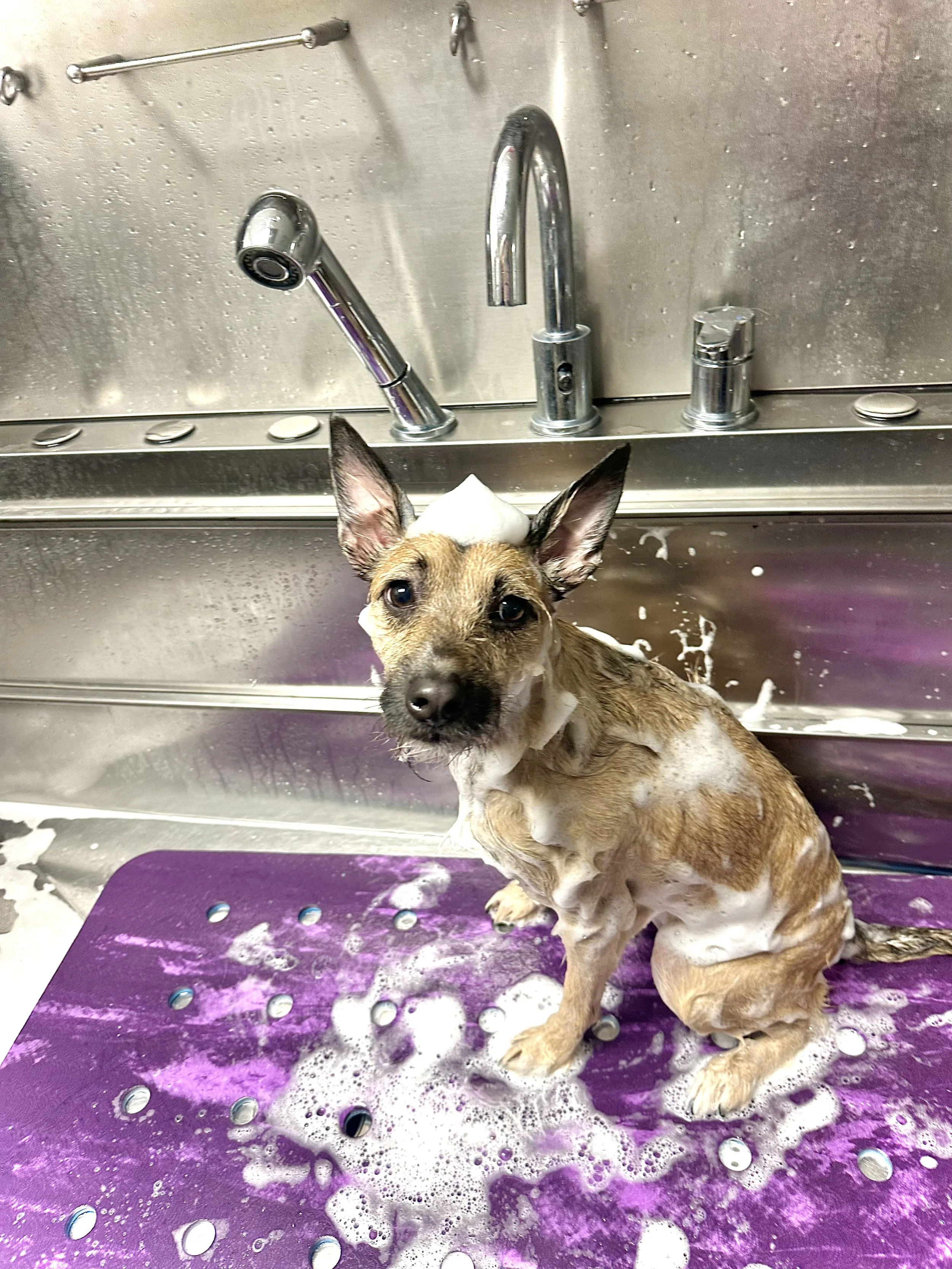 A small brown and black dog with a soap sud hat on its head, sitting in a stainless steel sink covered with soapy foam. The sink has a purple mat and is equipped with a faucet and spray nozzle.