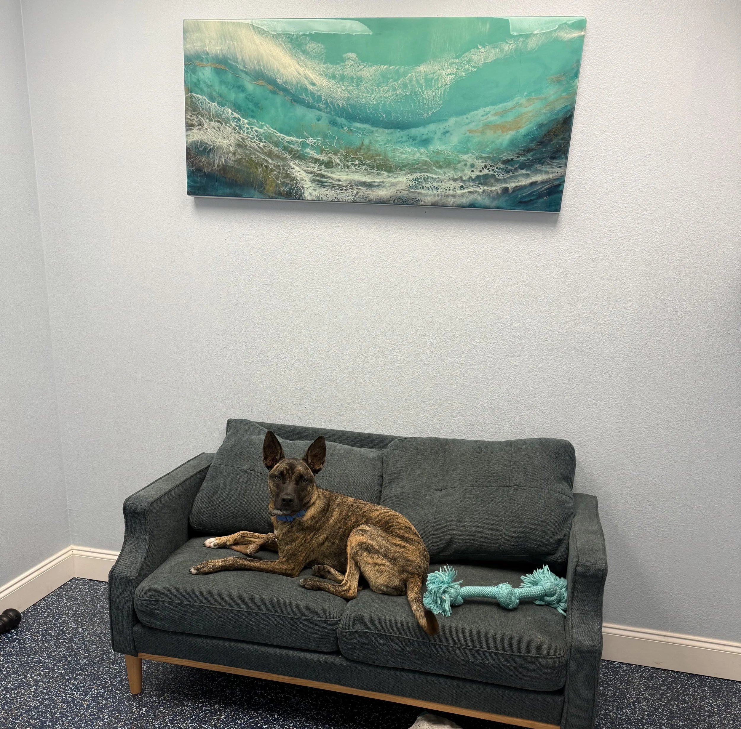 A brown dog with pointed ears and a blue collar lying on a dark gray couch, with a teal-colored rope toy beside it. A painting of ocean waves hangs on the white wall above the couch.