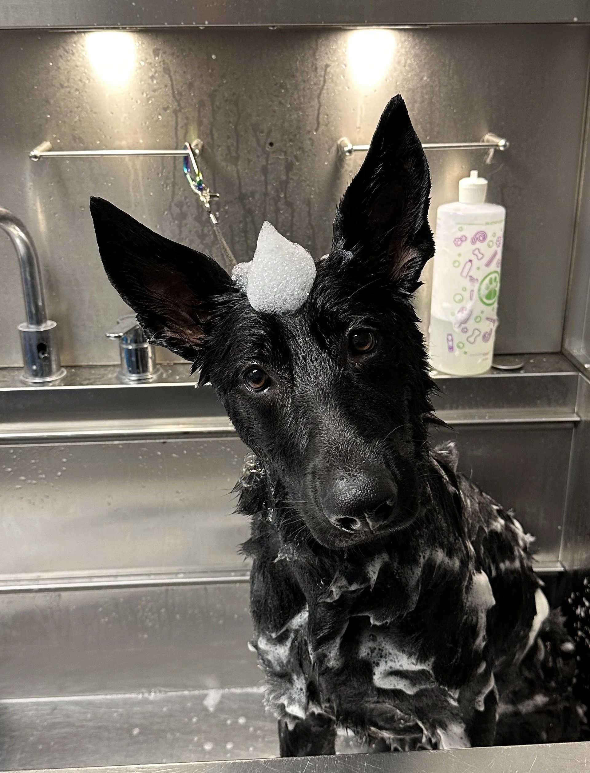 A black and white dog with large ears and soap on its head, sitting in a stainless steel sink during a bath.