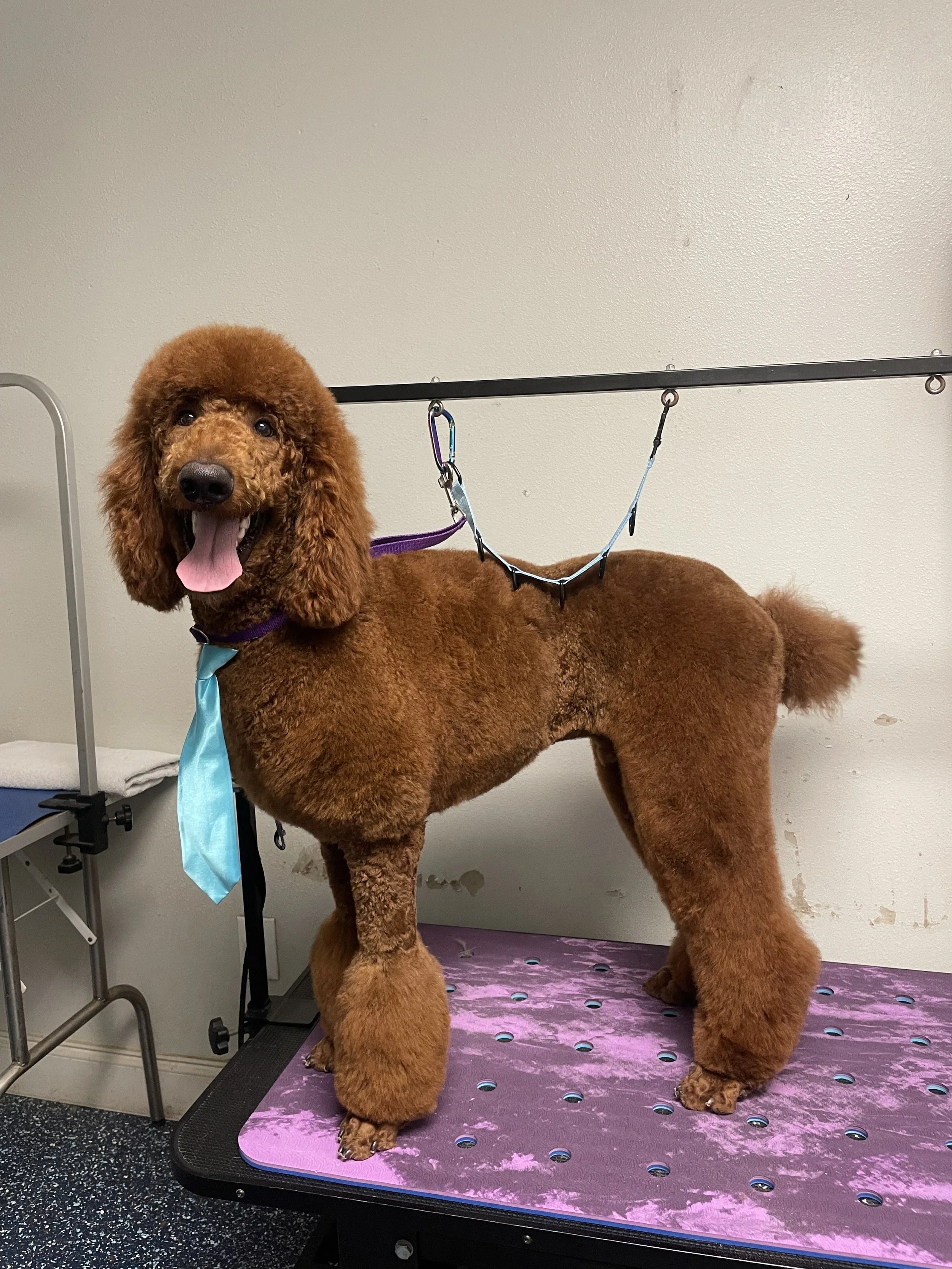 A well-groomed brown poodle standing on a purple grooming table, with a happy expression and tongue out, in a pet grooming salon.