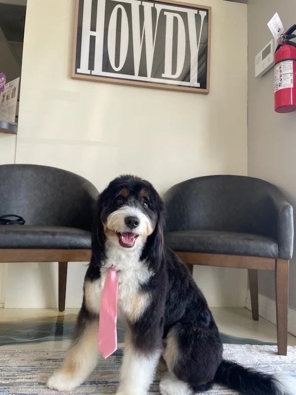 A cute black, white, and brown puppy with a pink tie, sitting in front of two black chairs and a wall with a