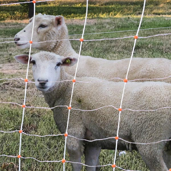 Sheep Net.png