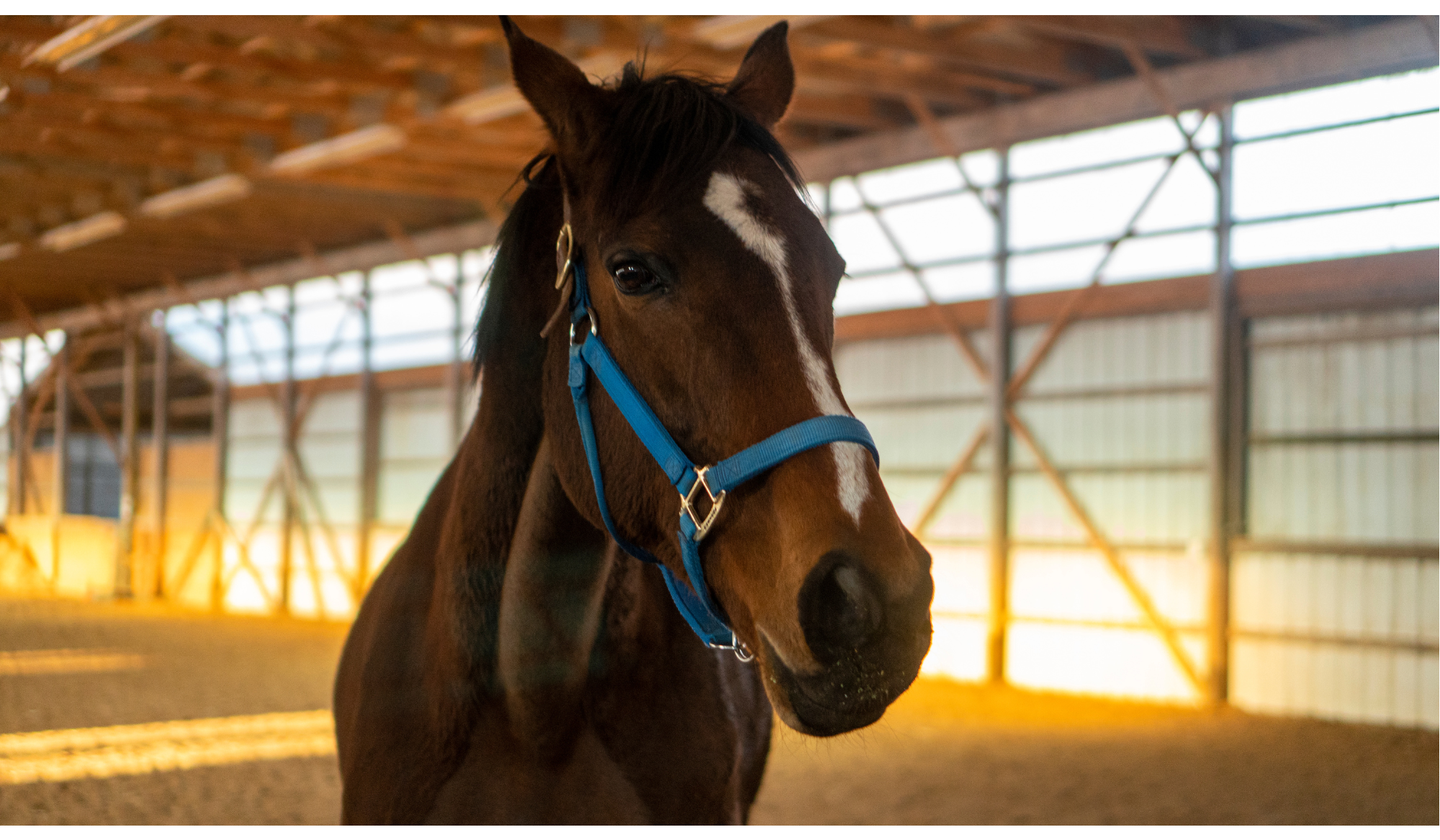 A brown horse with a white stripe on its face, wearing a blue halter, inside a wooden riding arena.