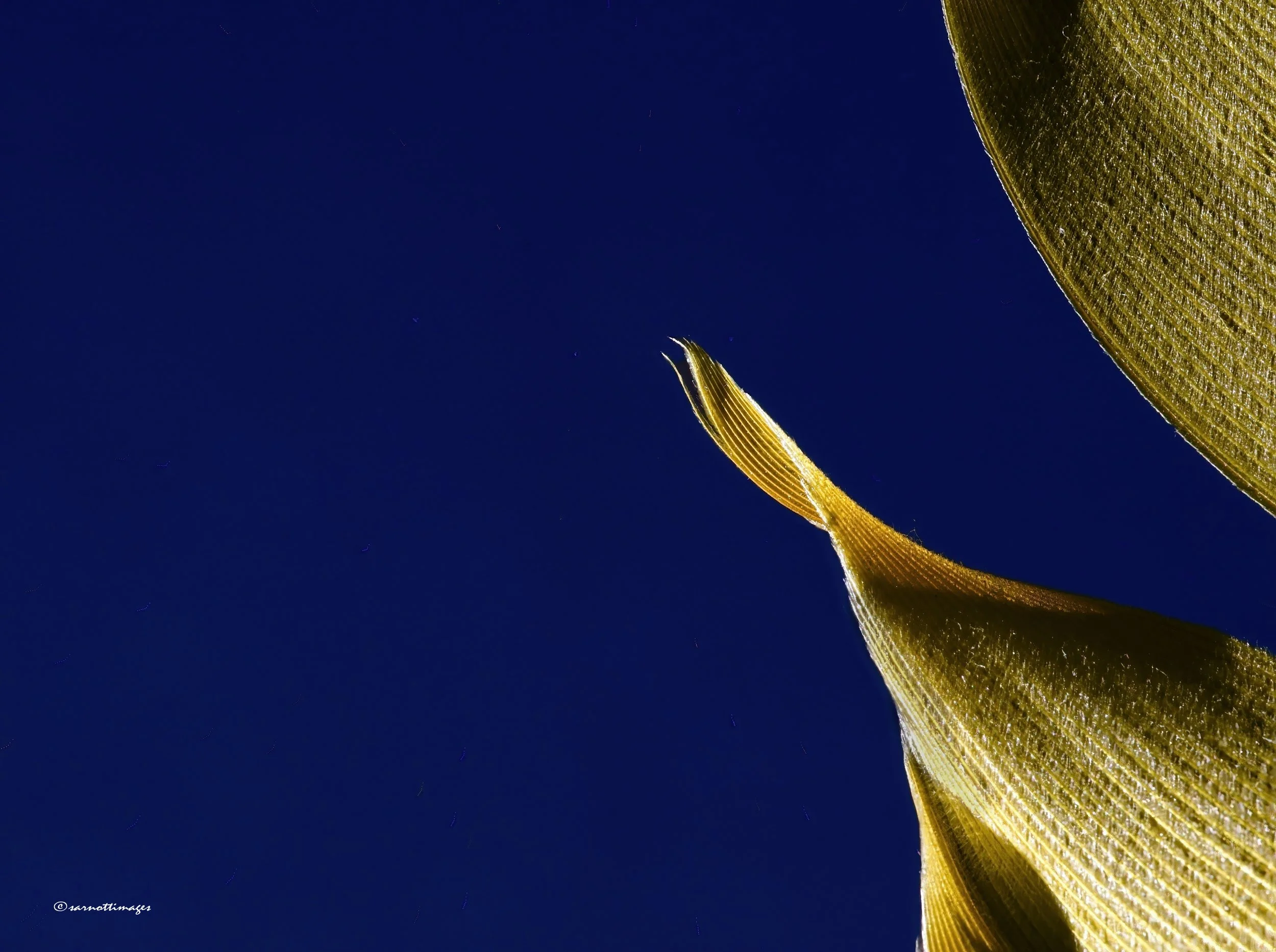 Edge of a quill