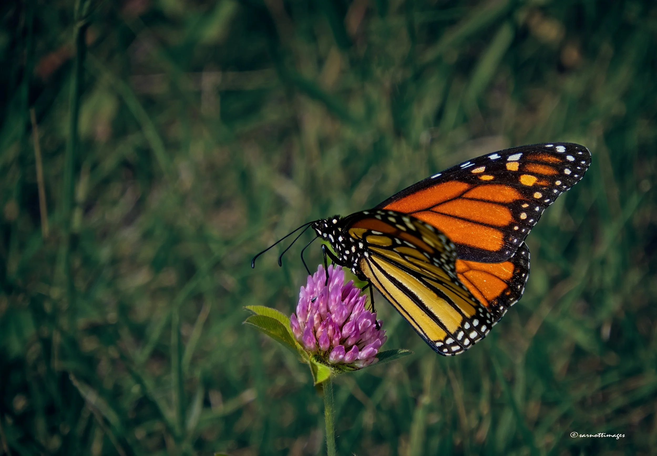 Monarch Butterfly, Lake Carlos State Park, MN