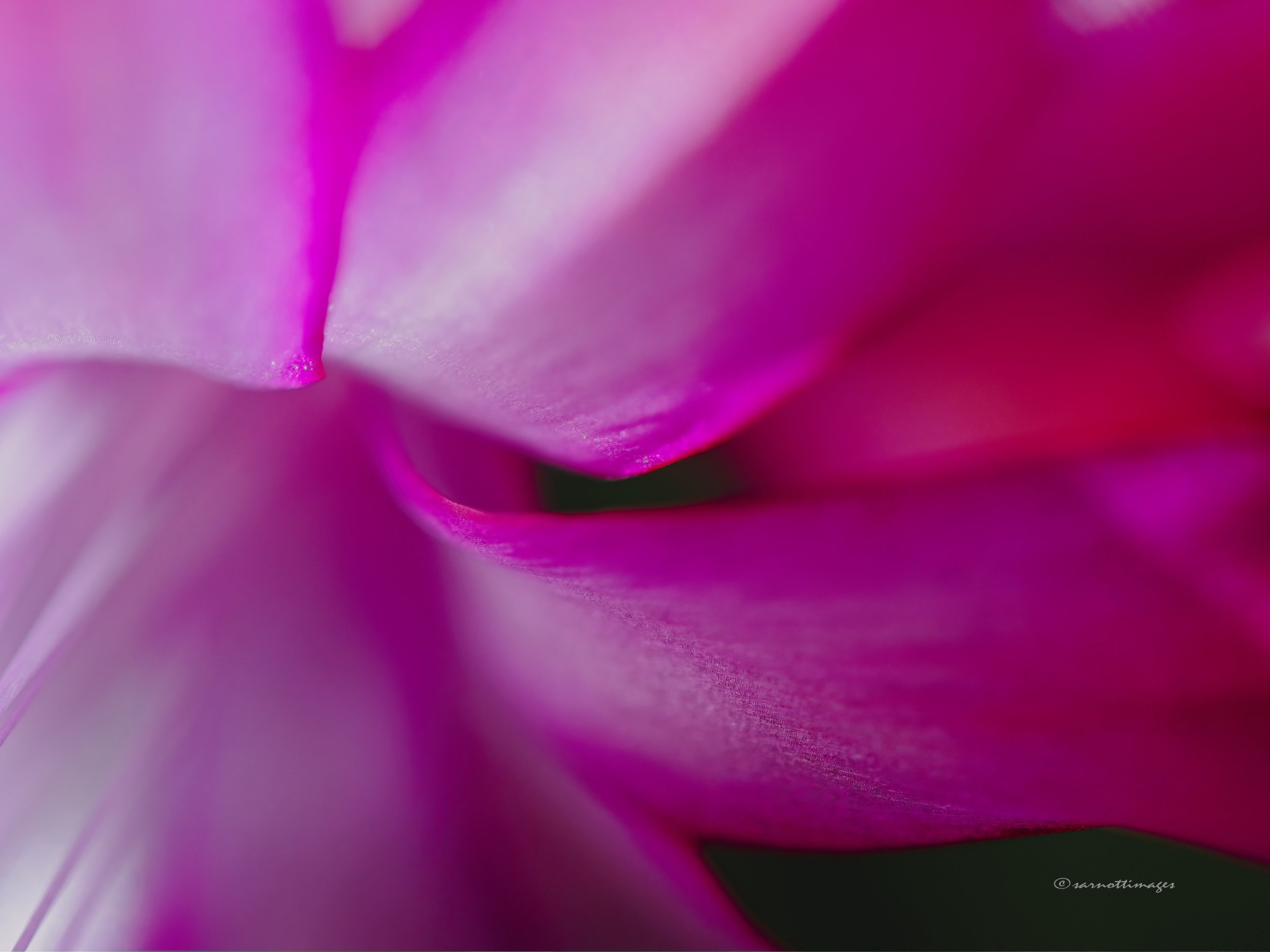 Holiday Cactus