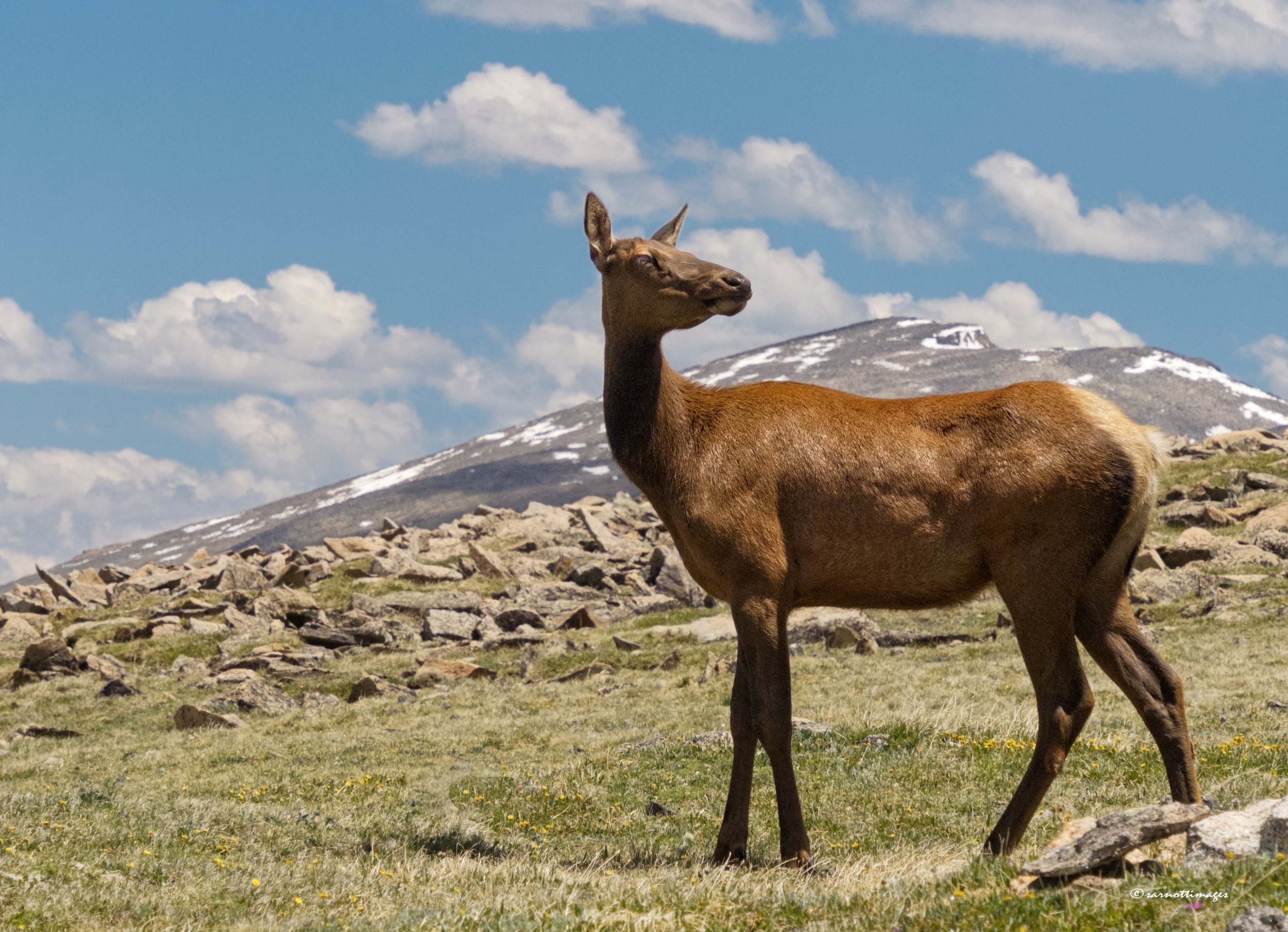 A herd of elk were crossing the path to the viewpoint at the Alpine Tundra in Rocky Mountains National Park when this one stopped to check the surroundings.