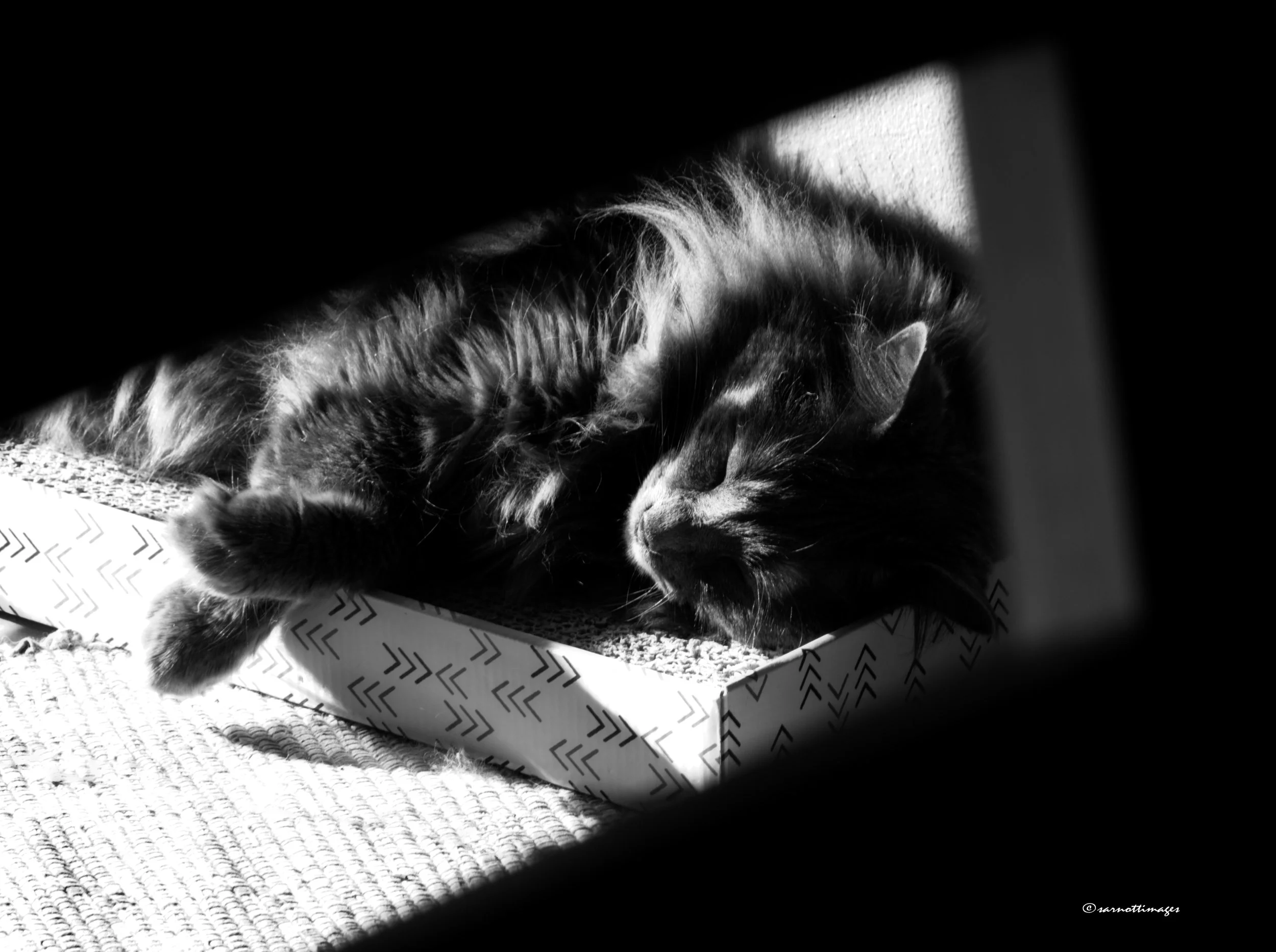 Dreaming
