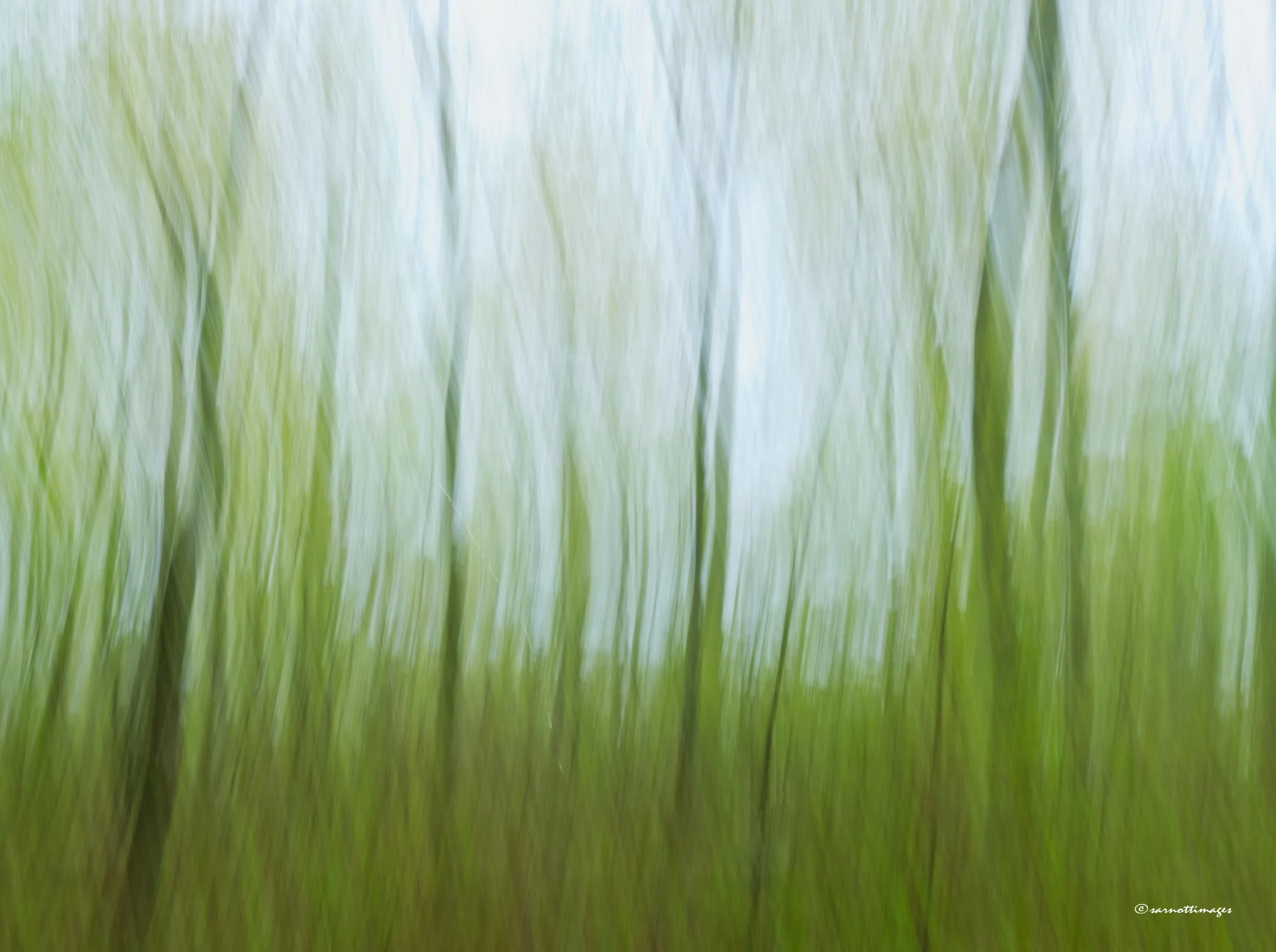 Woods