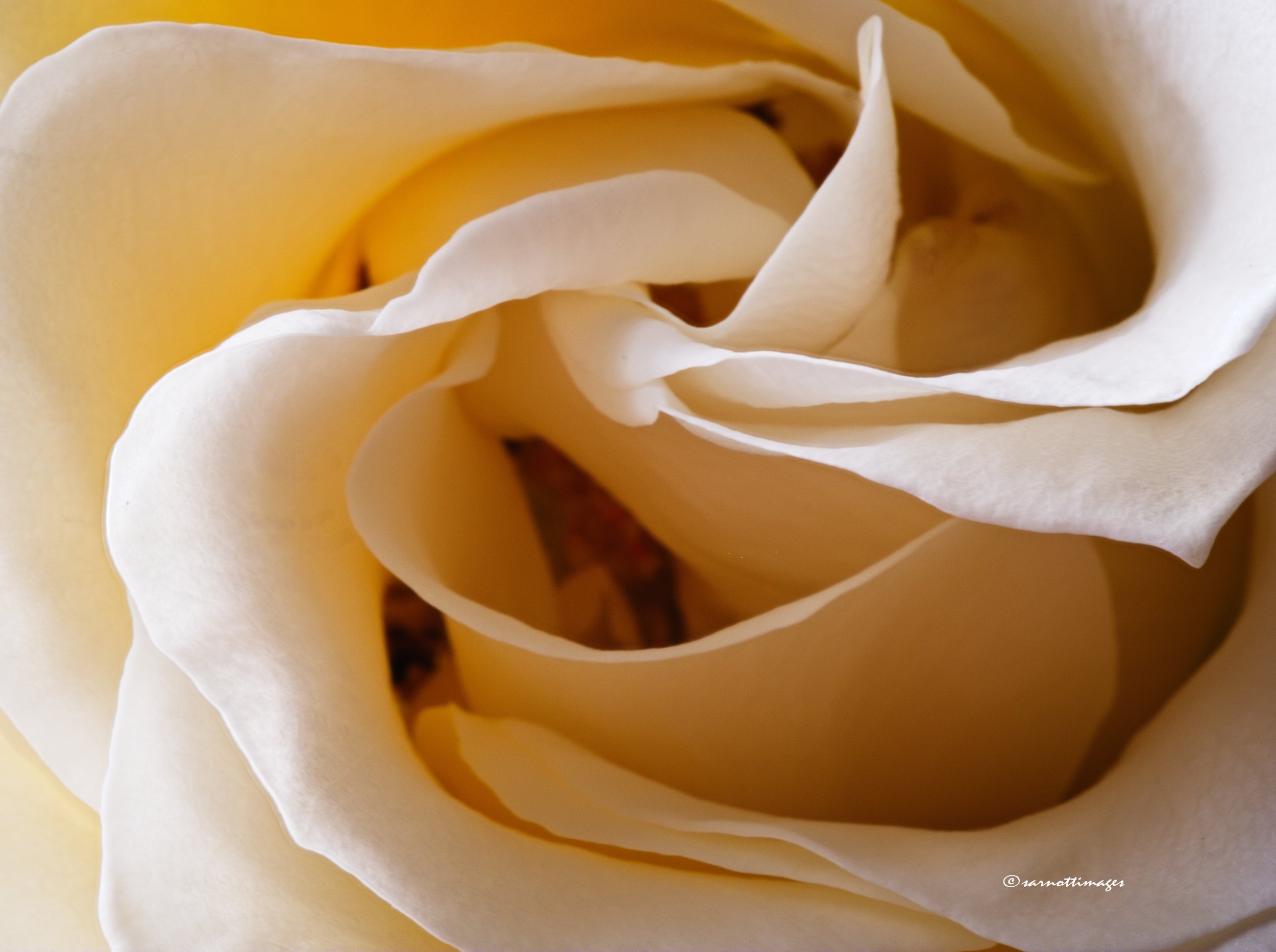 A macro shot of a white rose in sunlight