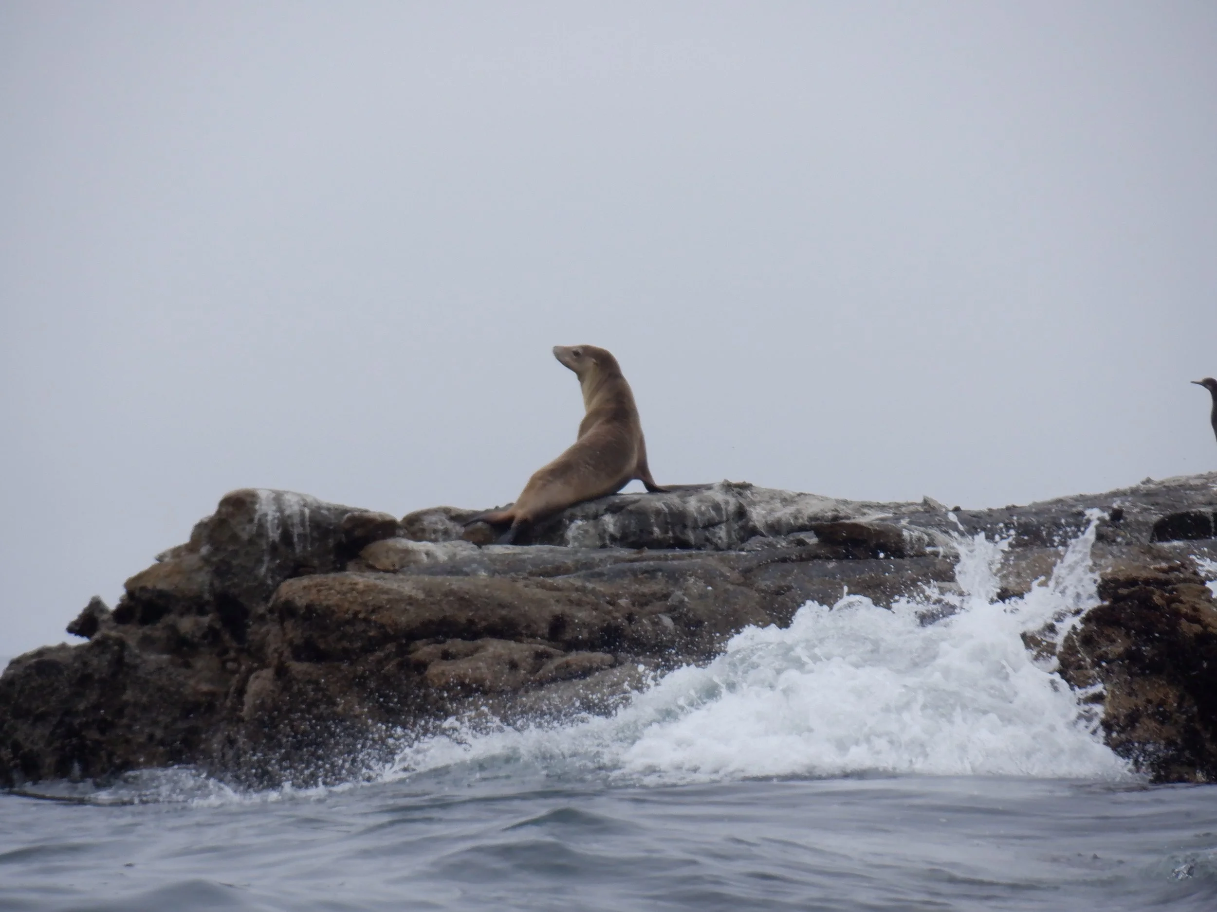 Cave Excursion Tour Explore Coastal Caves Central Coast Kayaks