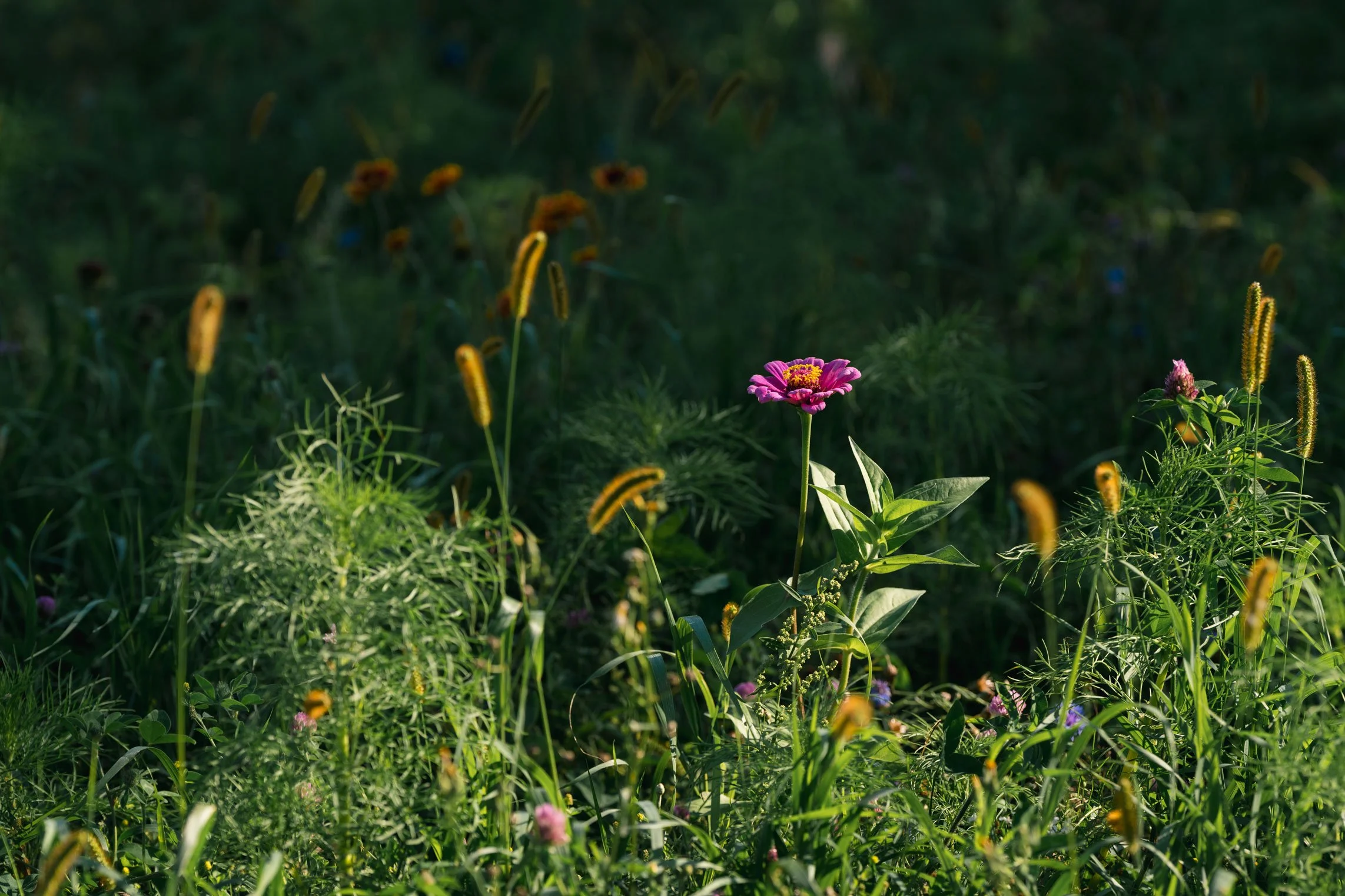 ThePasture-2025-82.jpg
