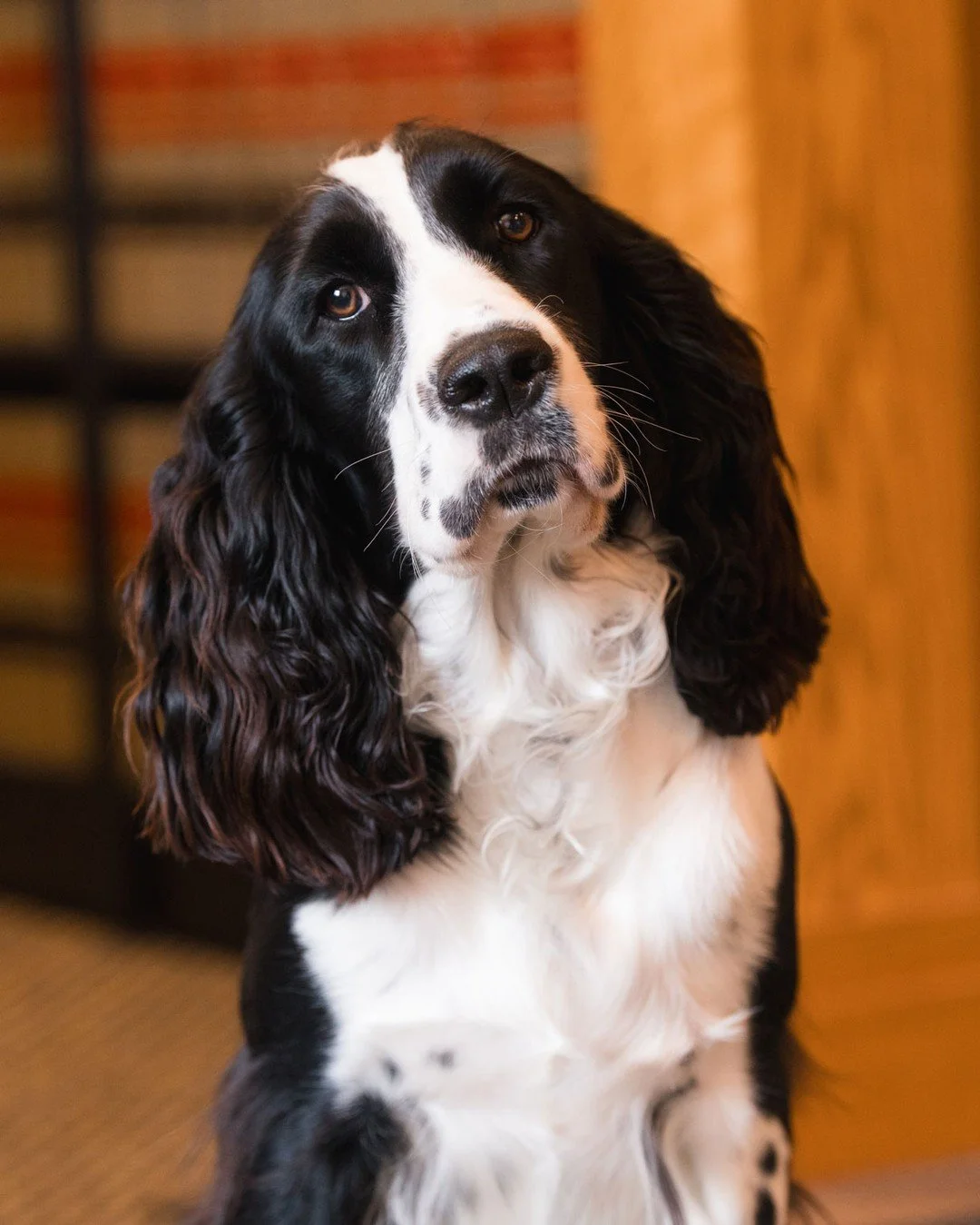 PSA: Dogs always get free headshots during company headshot sessions. Belly scritches upon request.

Here&rsquo;s Mabel, @gjesdahllawpc&rsquo;s office dog and Chief Happiness Officer. Consider this her LinkedIn update.