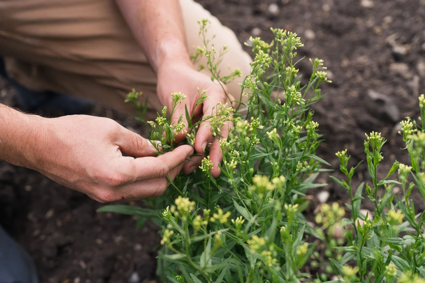Anytime I get to head out to the country and photograph agriculture, I'm in. 

I&rsquo;ve worked with Nufarm before, so I was excited when they invited me back to capture some Camelina trials near Rothsay. 

For those, like me, who never heard of cam