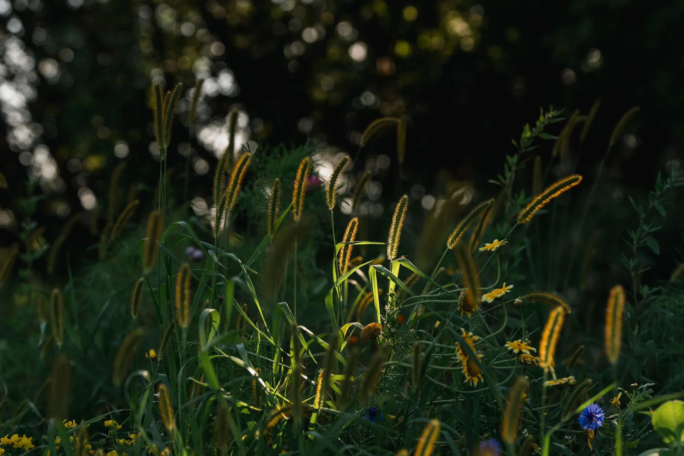 ThePasture-2025-88.jpg