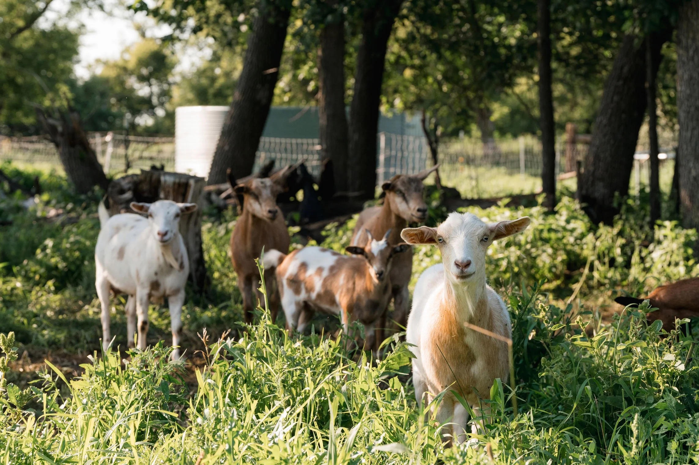 ThePasture-2025-119.jpg
