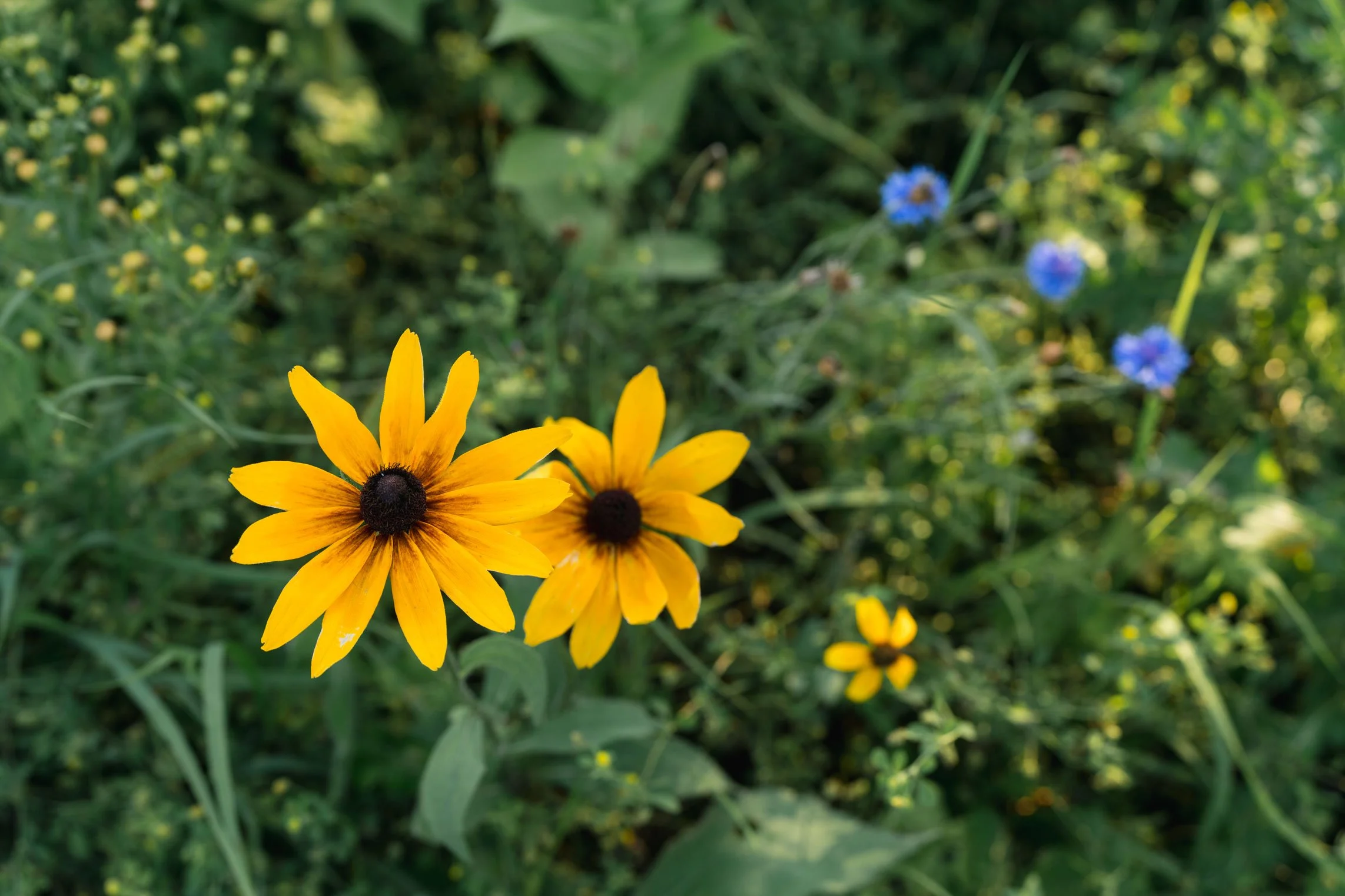 ThePasture-2025-86.jpg