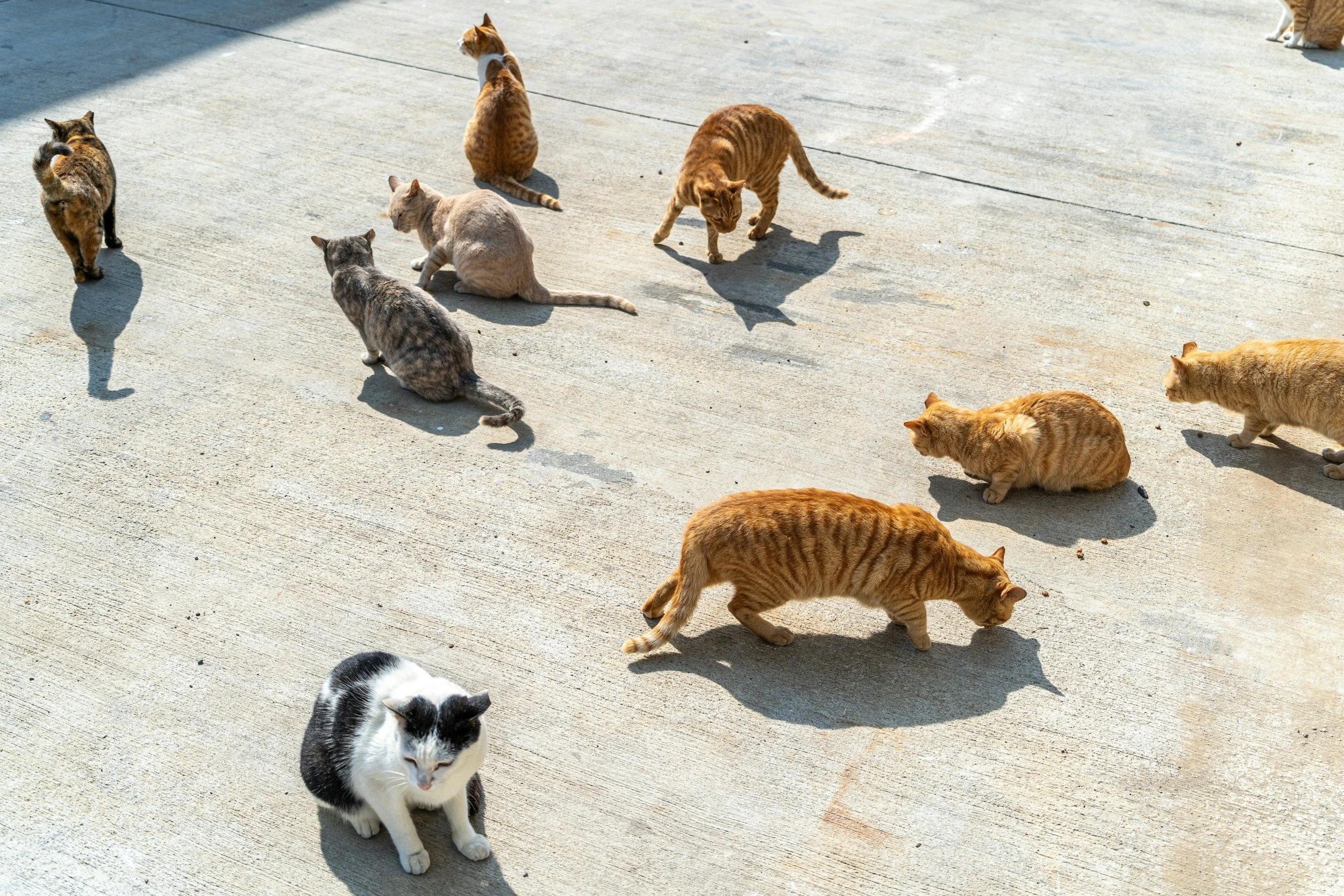 Compliance Release Management: Tips for Herding the Cats
